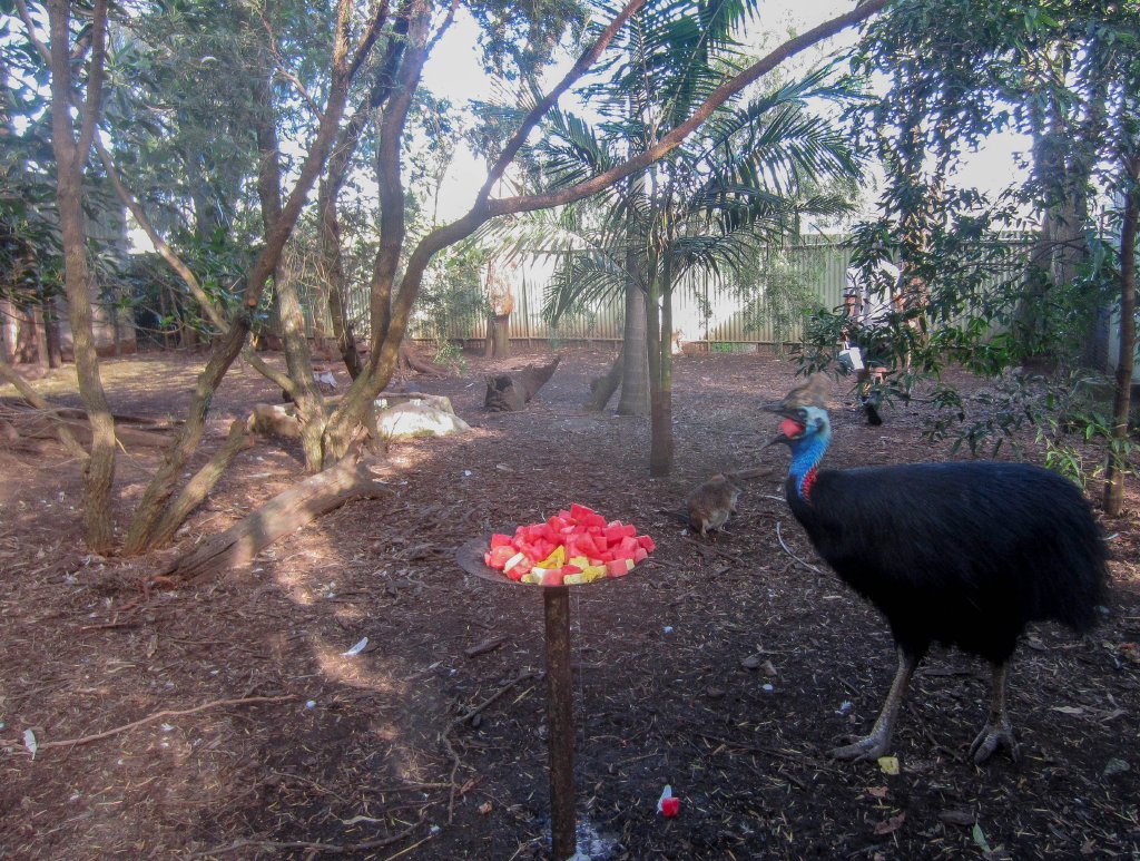 Cassowary enclosure