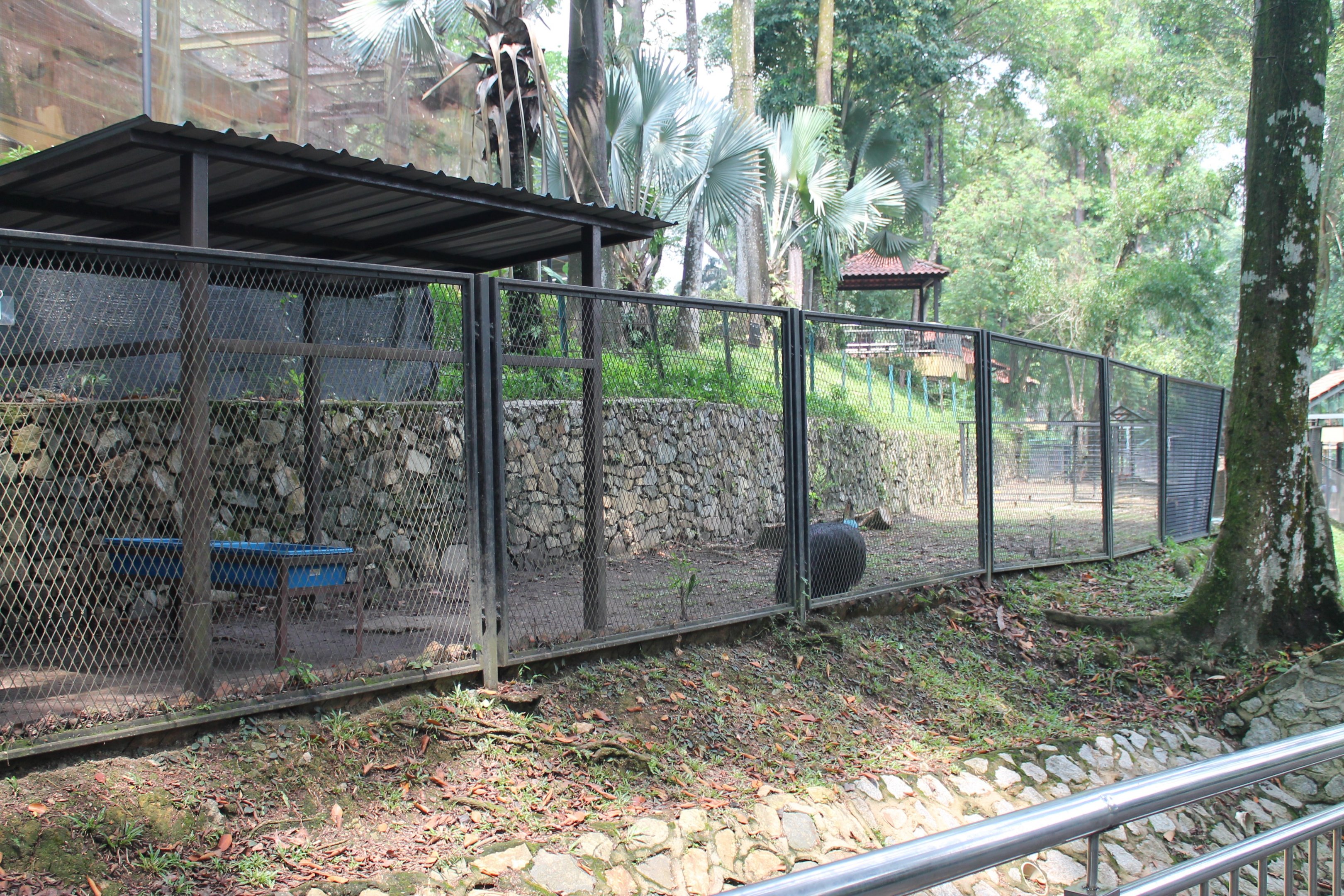 Cassowary enclosure