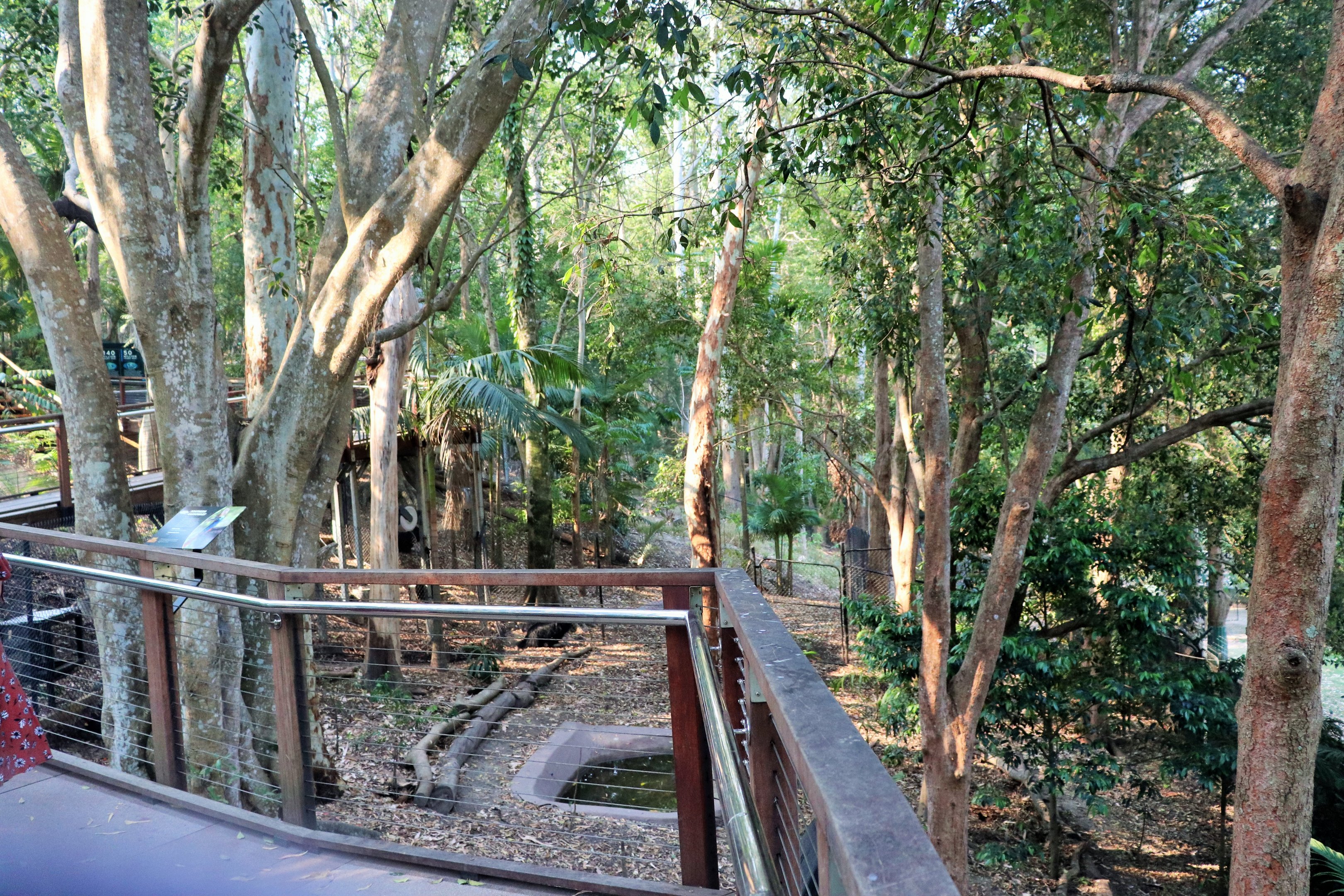 Cassowary Enclosure