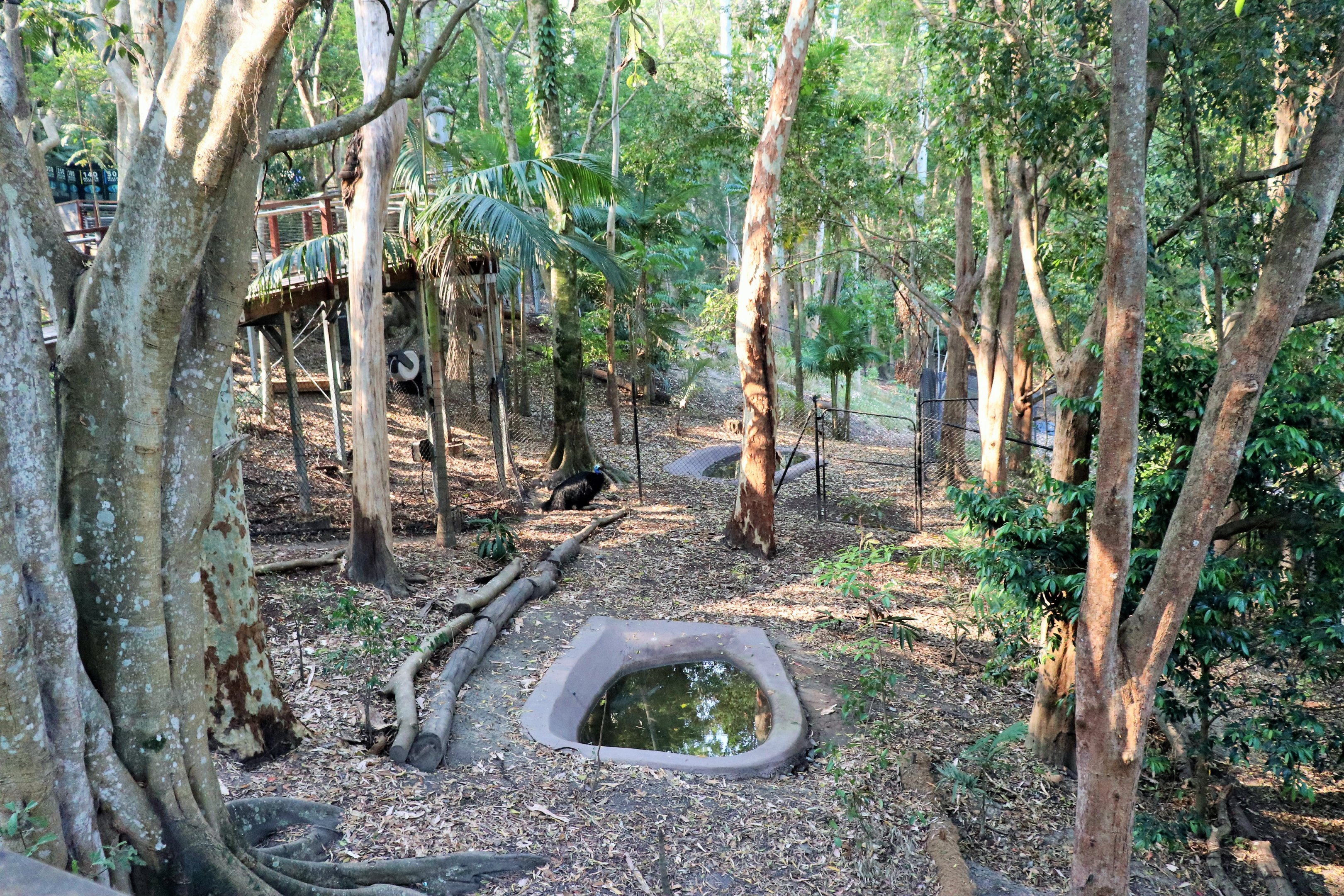 Cassowary Enclosure