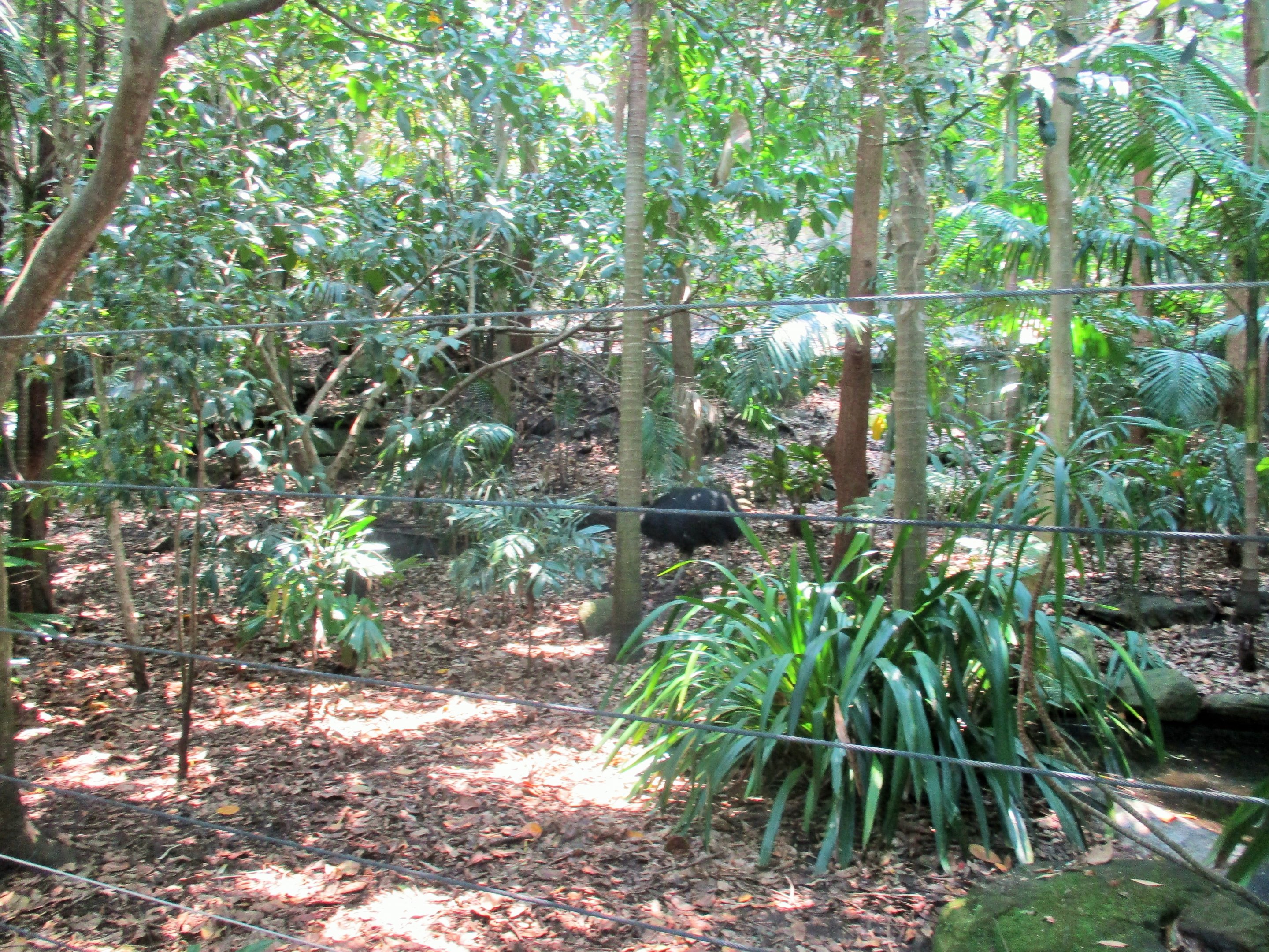 Cassowary Enclosure