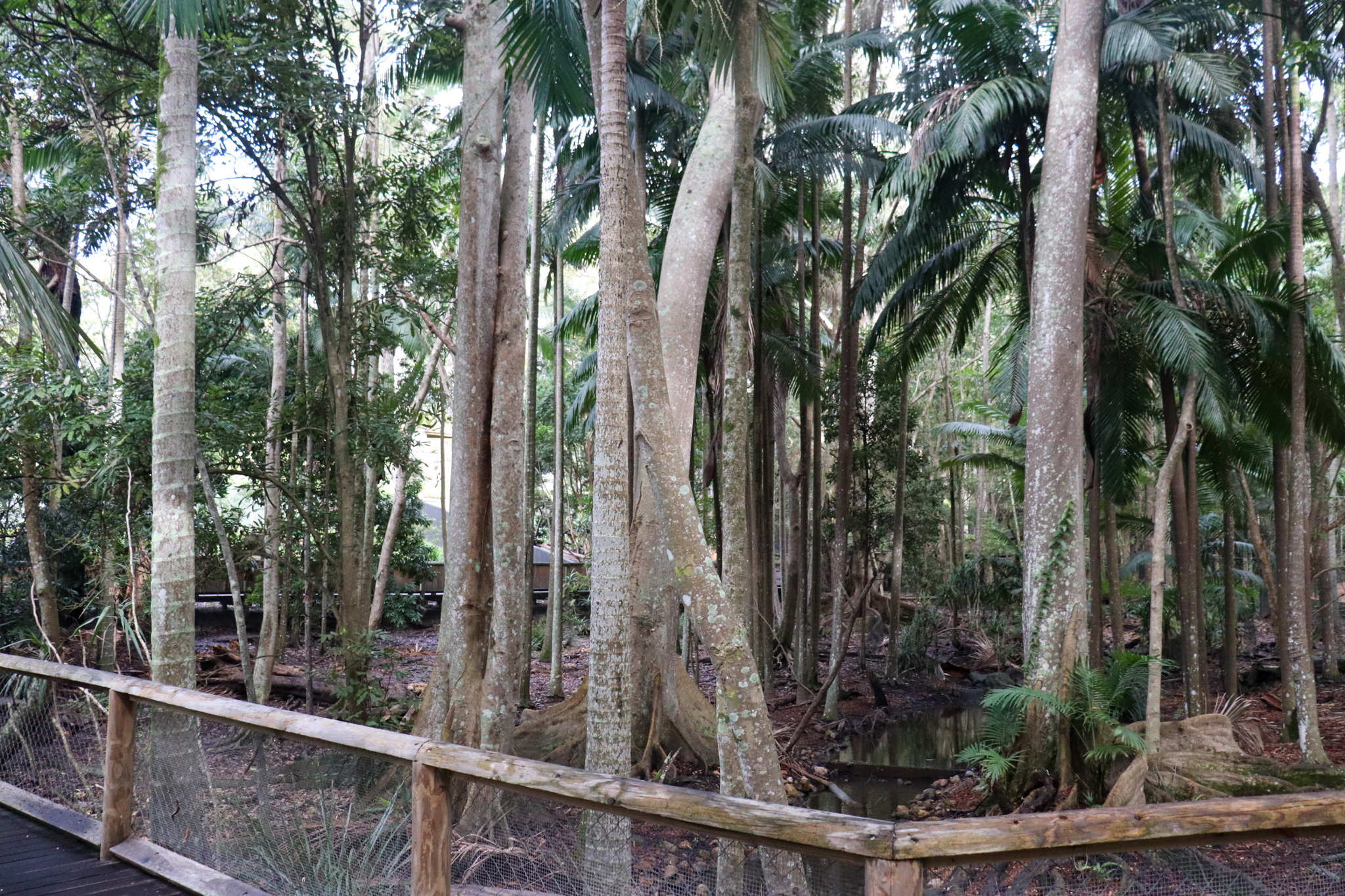 Cassowary Enclosure