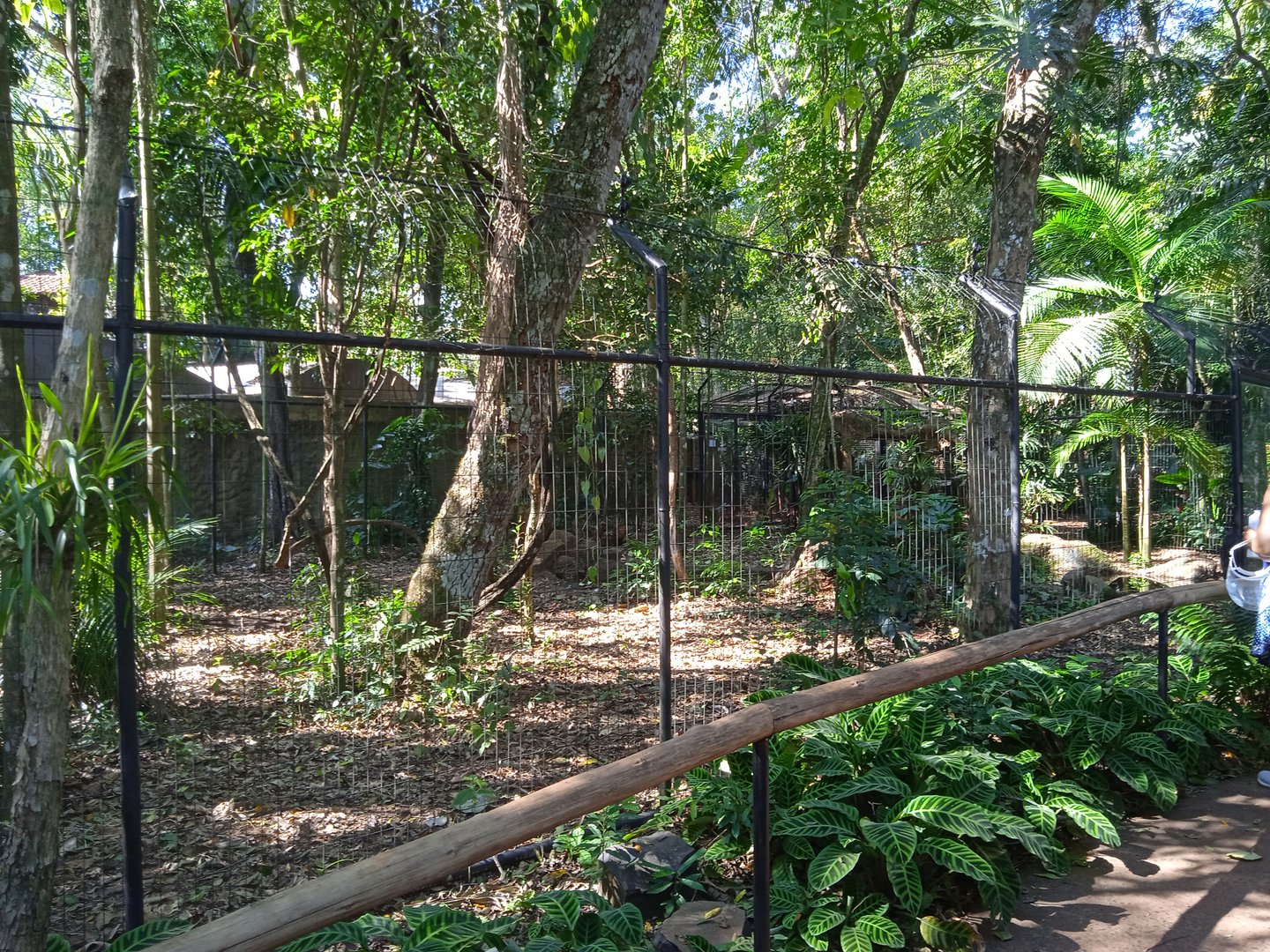 Cassowary enclosure