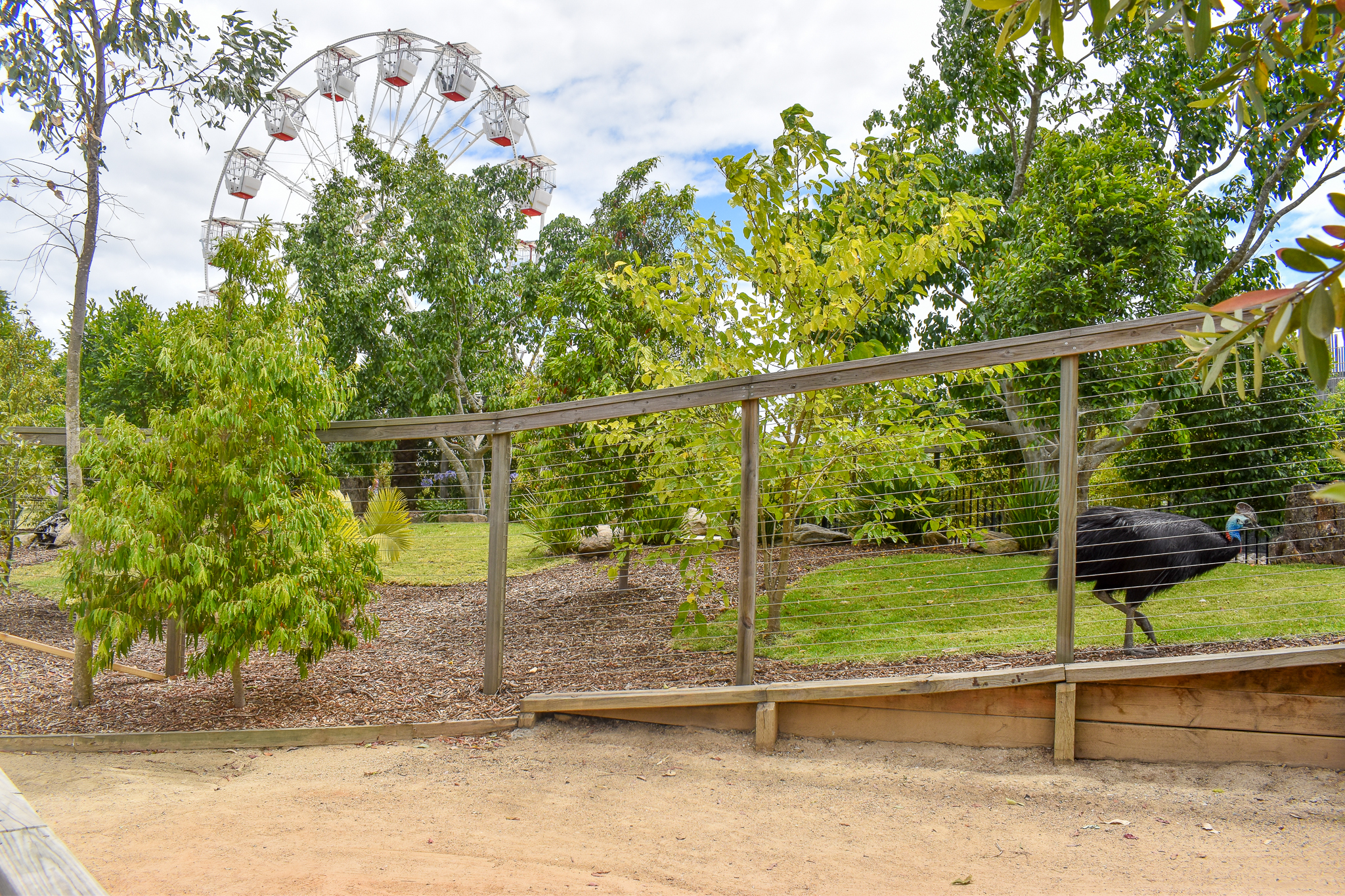 Cassowary Enclosure