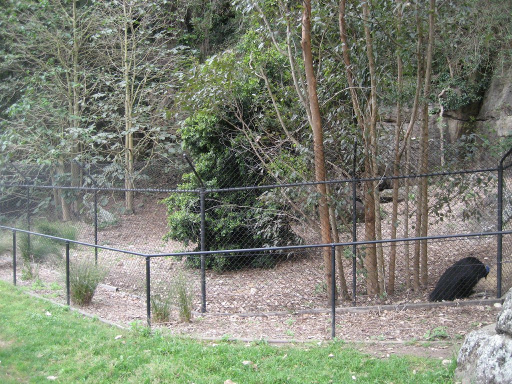 Cassowary enclosure