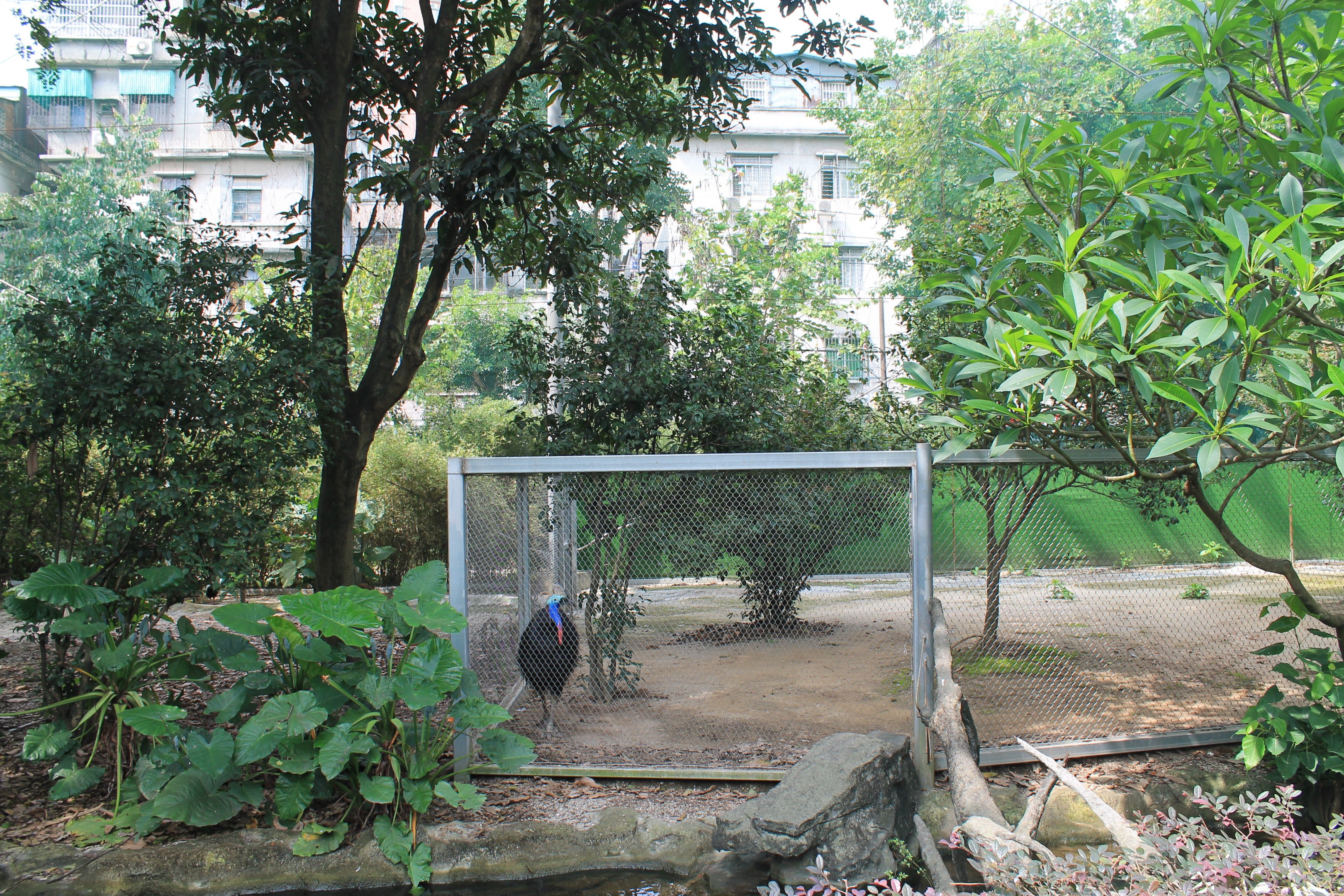 Cassowary enclosure