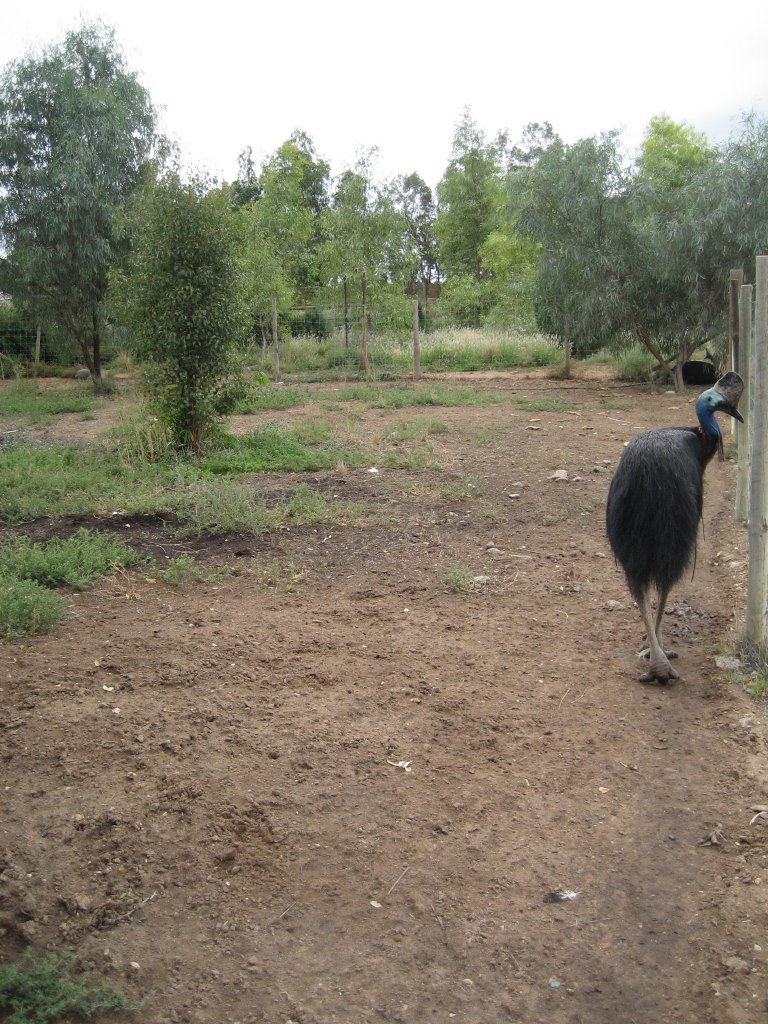 Cassowary enclosure