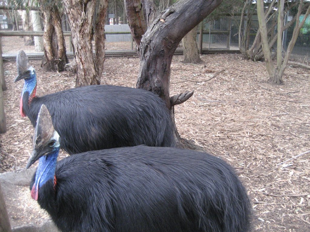 Cassowary enclosure