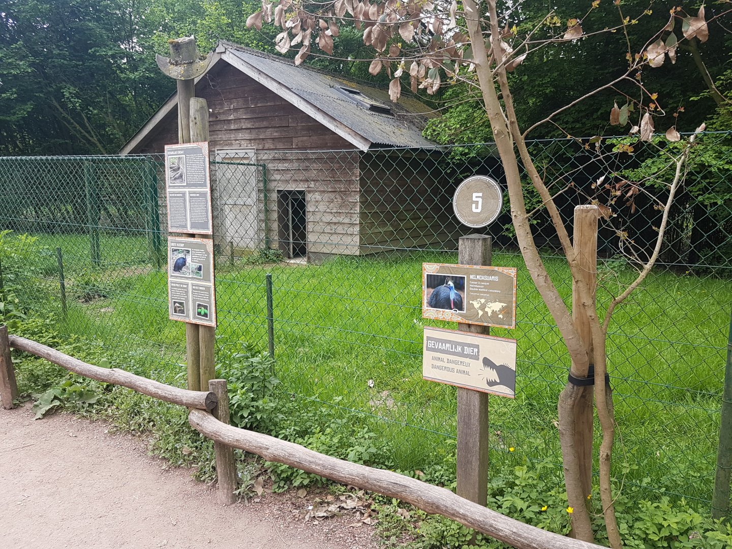 Cassowary-enclosures and shed