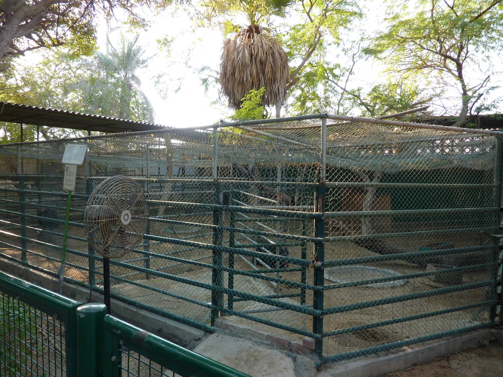 Cassowary enclosures.