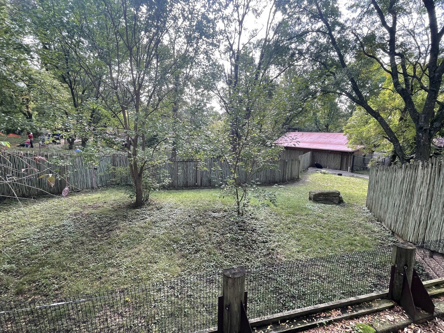 Cassowary Exhibit #1