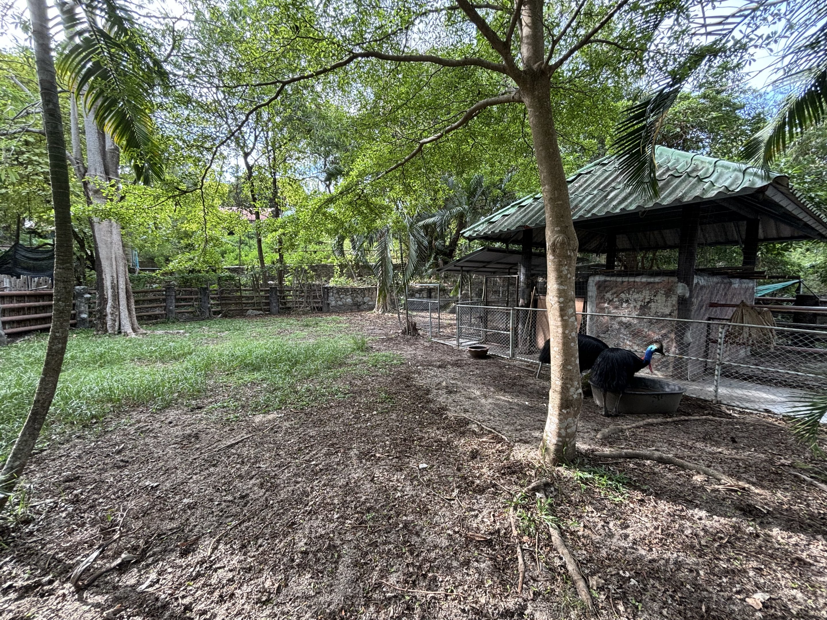 Cassowary Exhibit #1