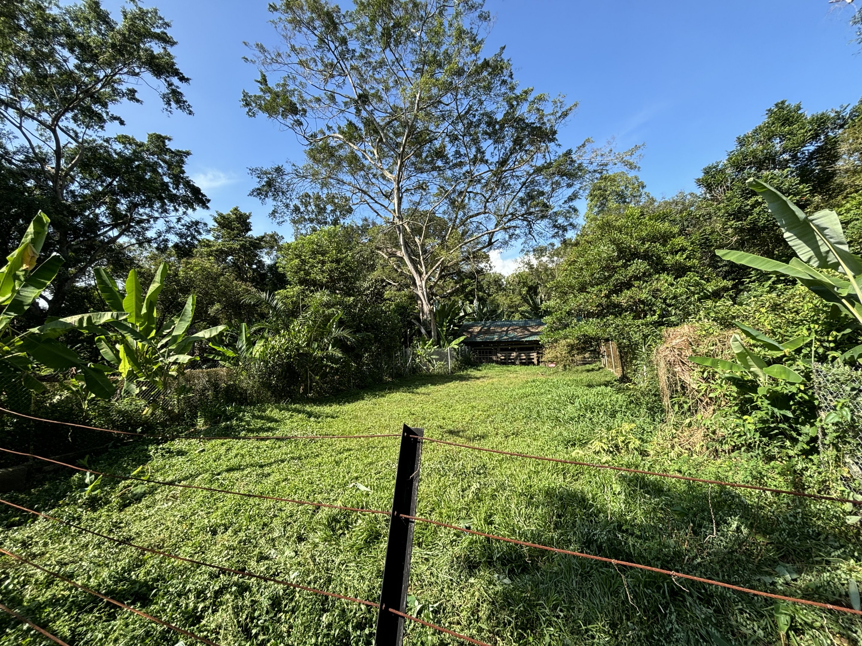 Cassowary Exhibit #1