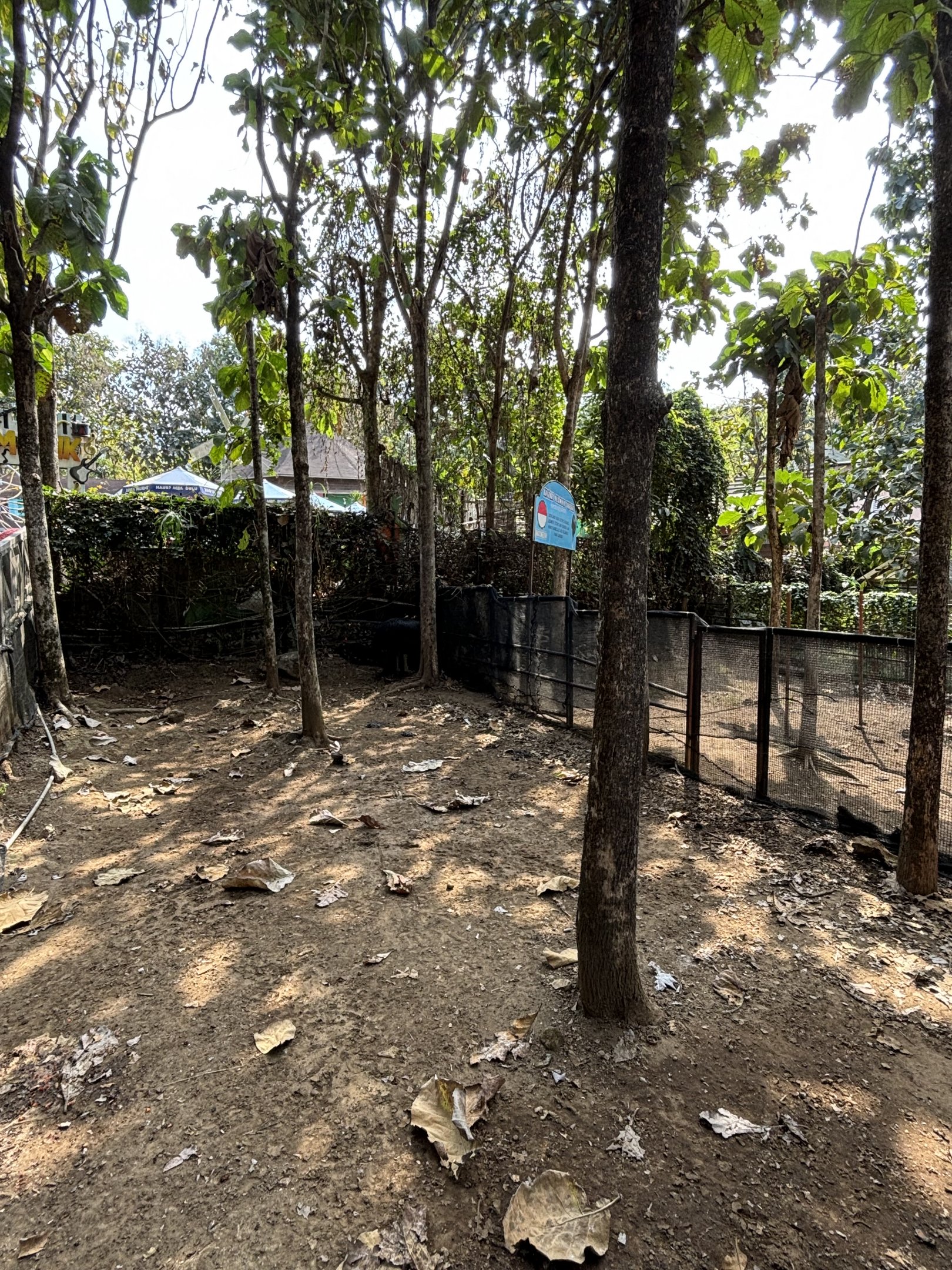 Cassowary Exhibit #1