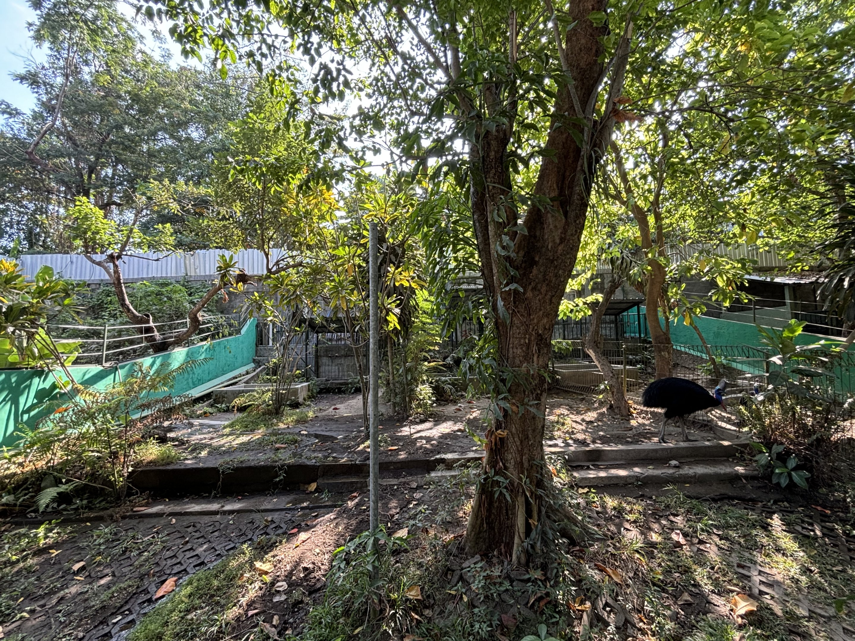 Cassowary Exhibit #1