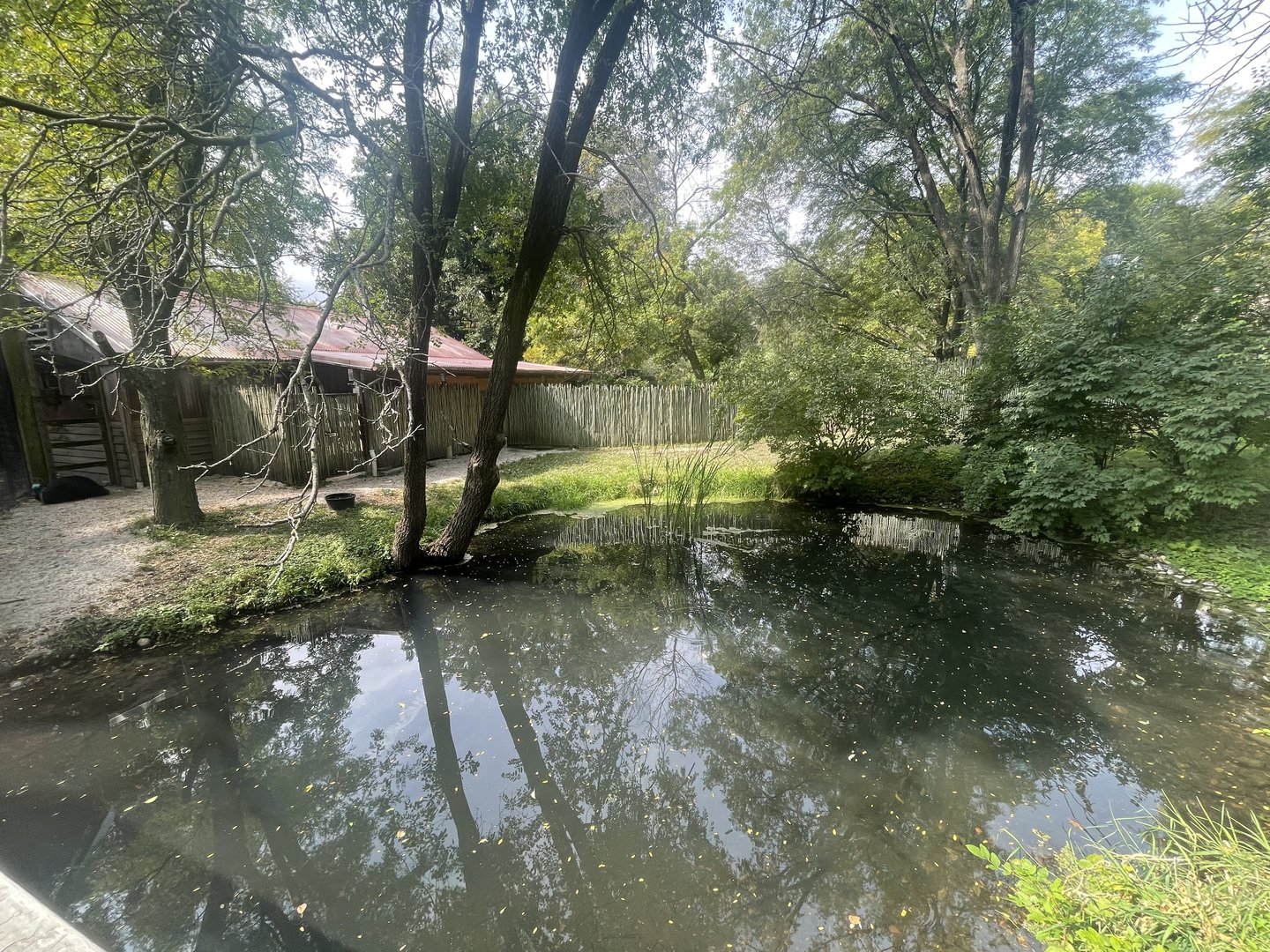 Cassowary Exhibit #2