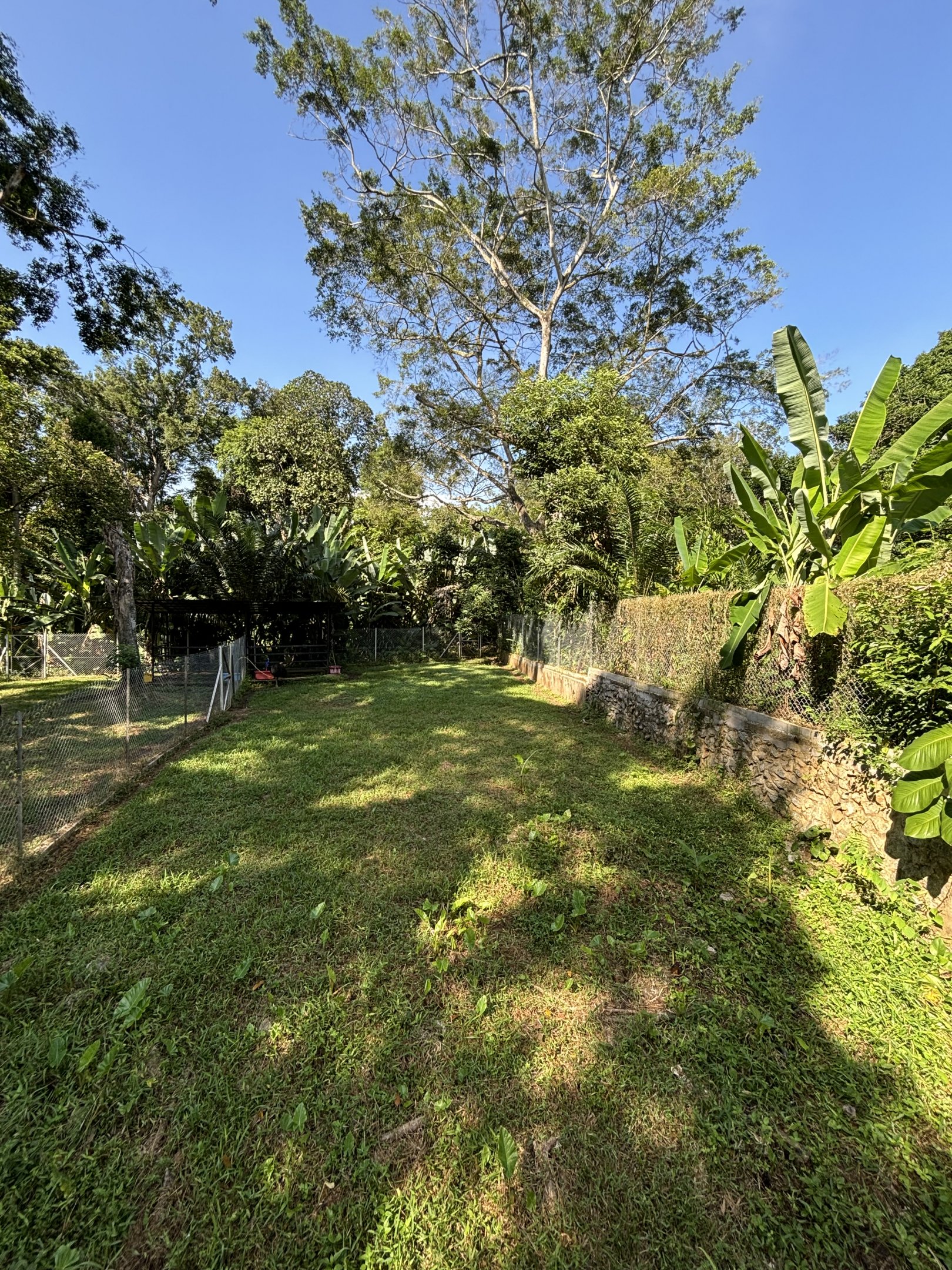 Cassowary Exhibit #2
