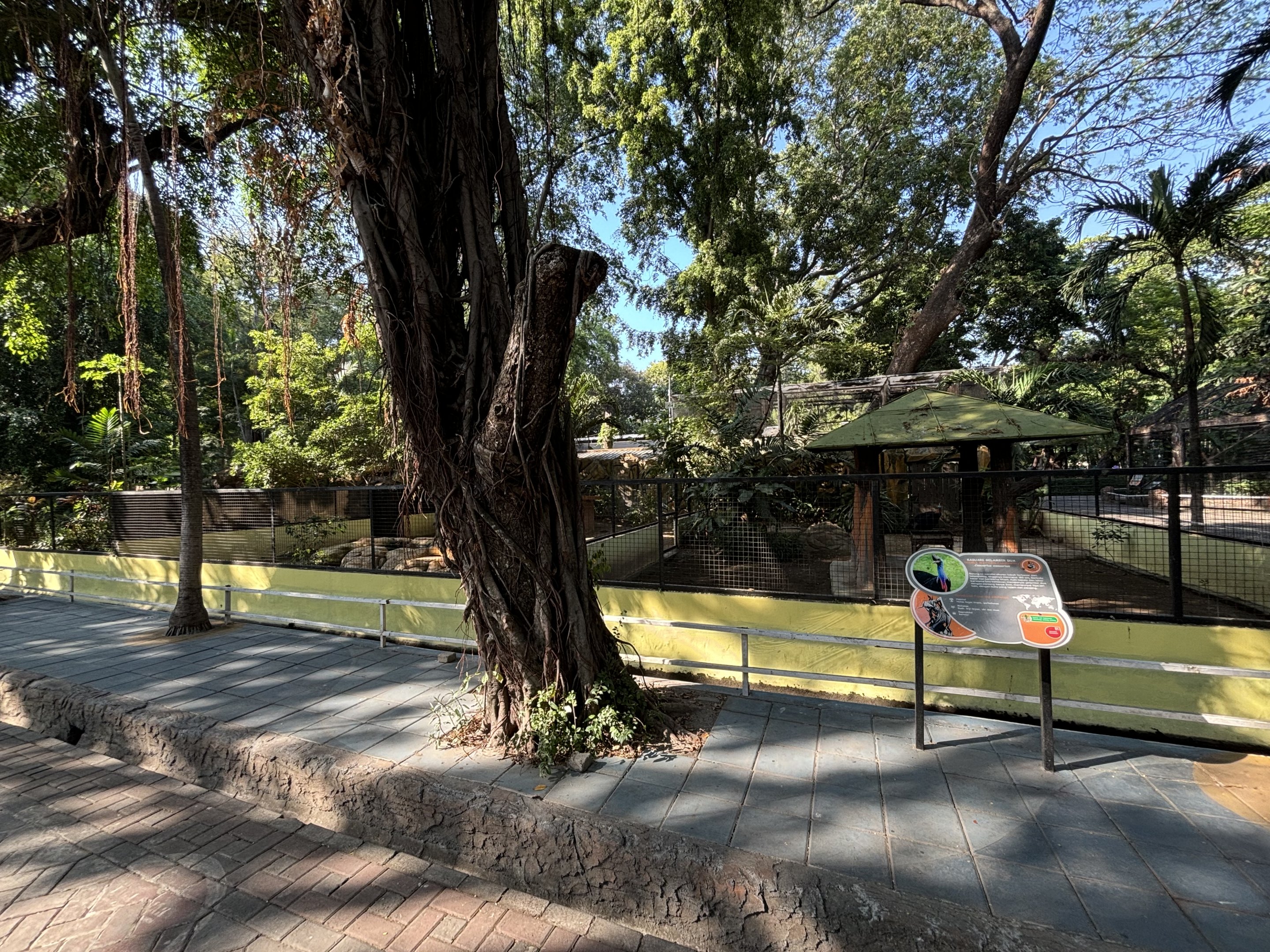 Cassowary Exhibit #2
