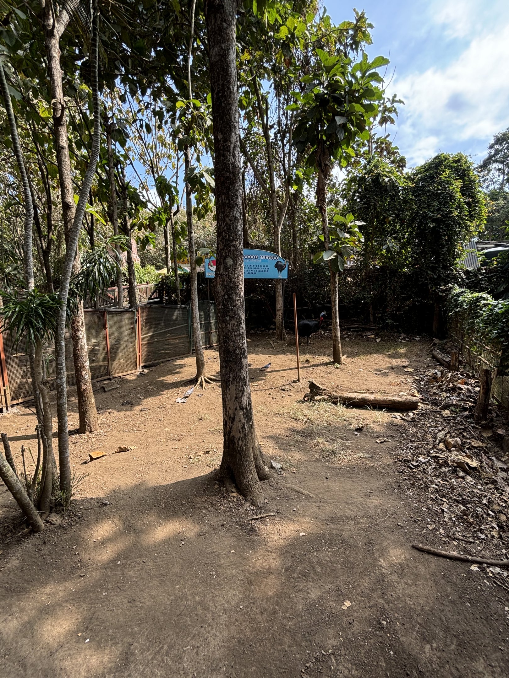 Cassowary Exhibit #2