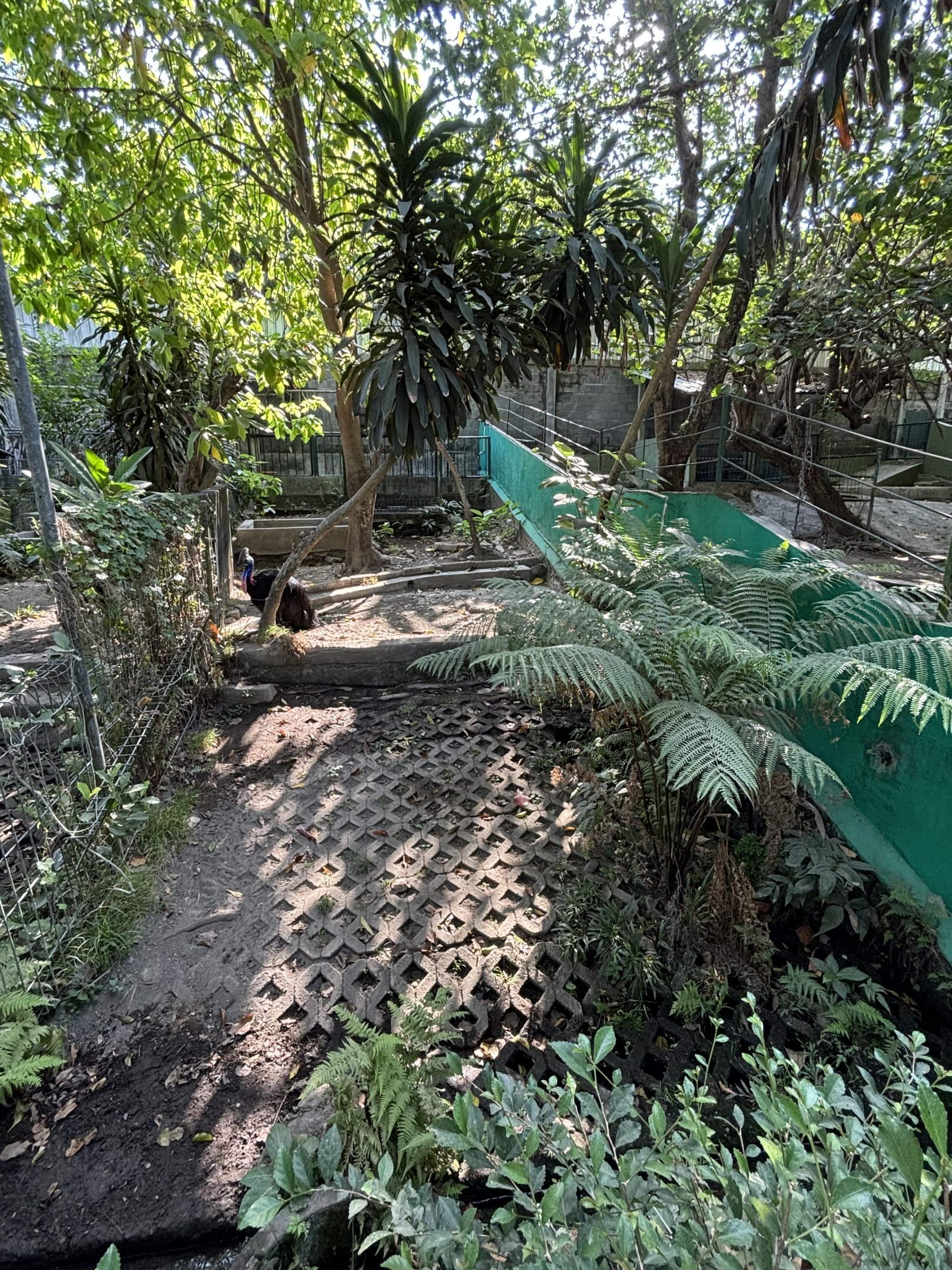 Cassowary Exhibit #2