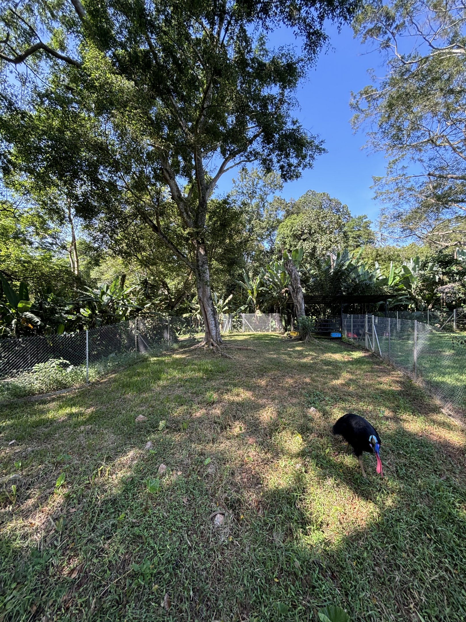 Cassowary Exhibit #3