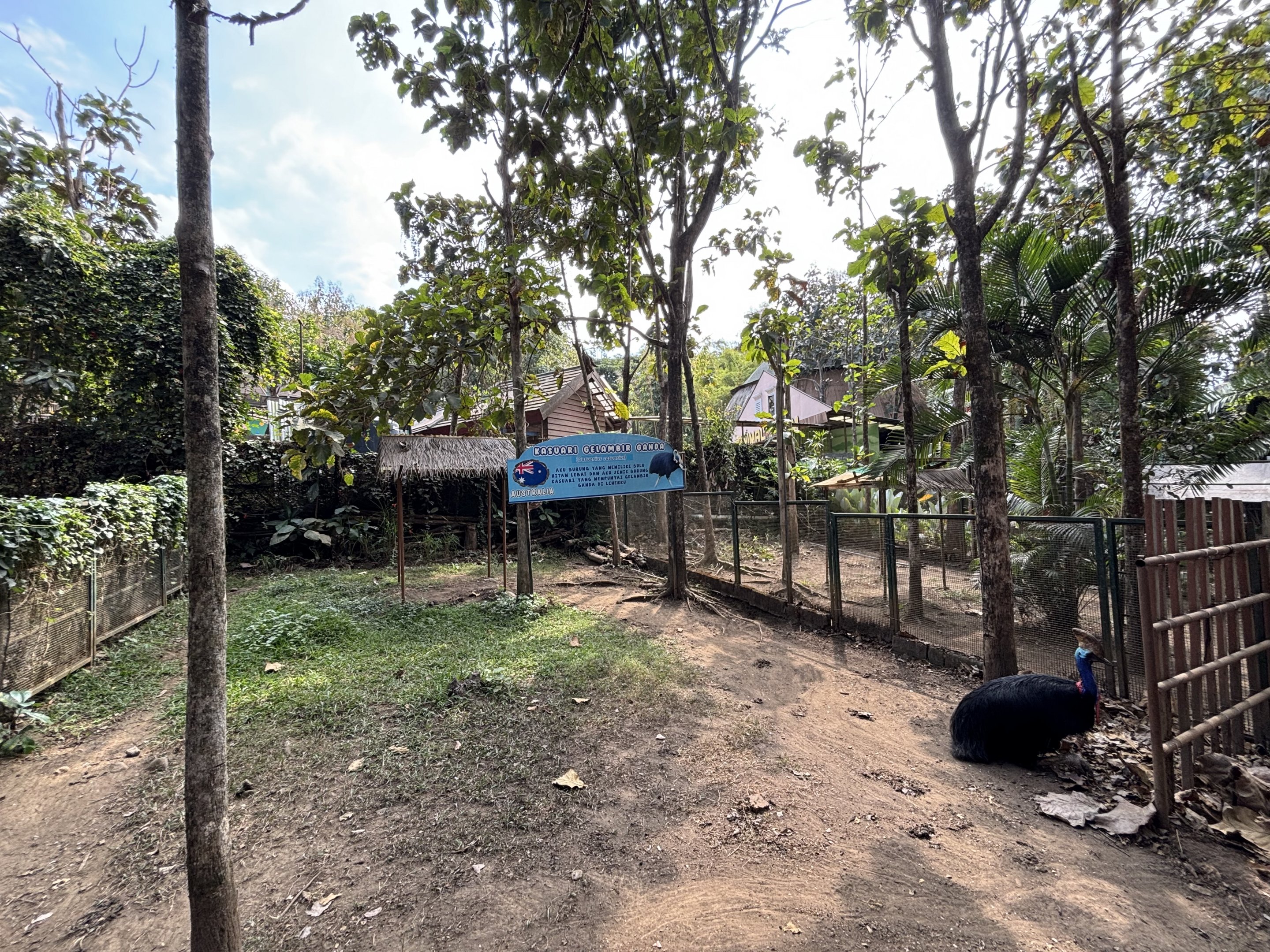 Cassowary Exhibit #3