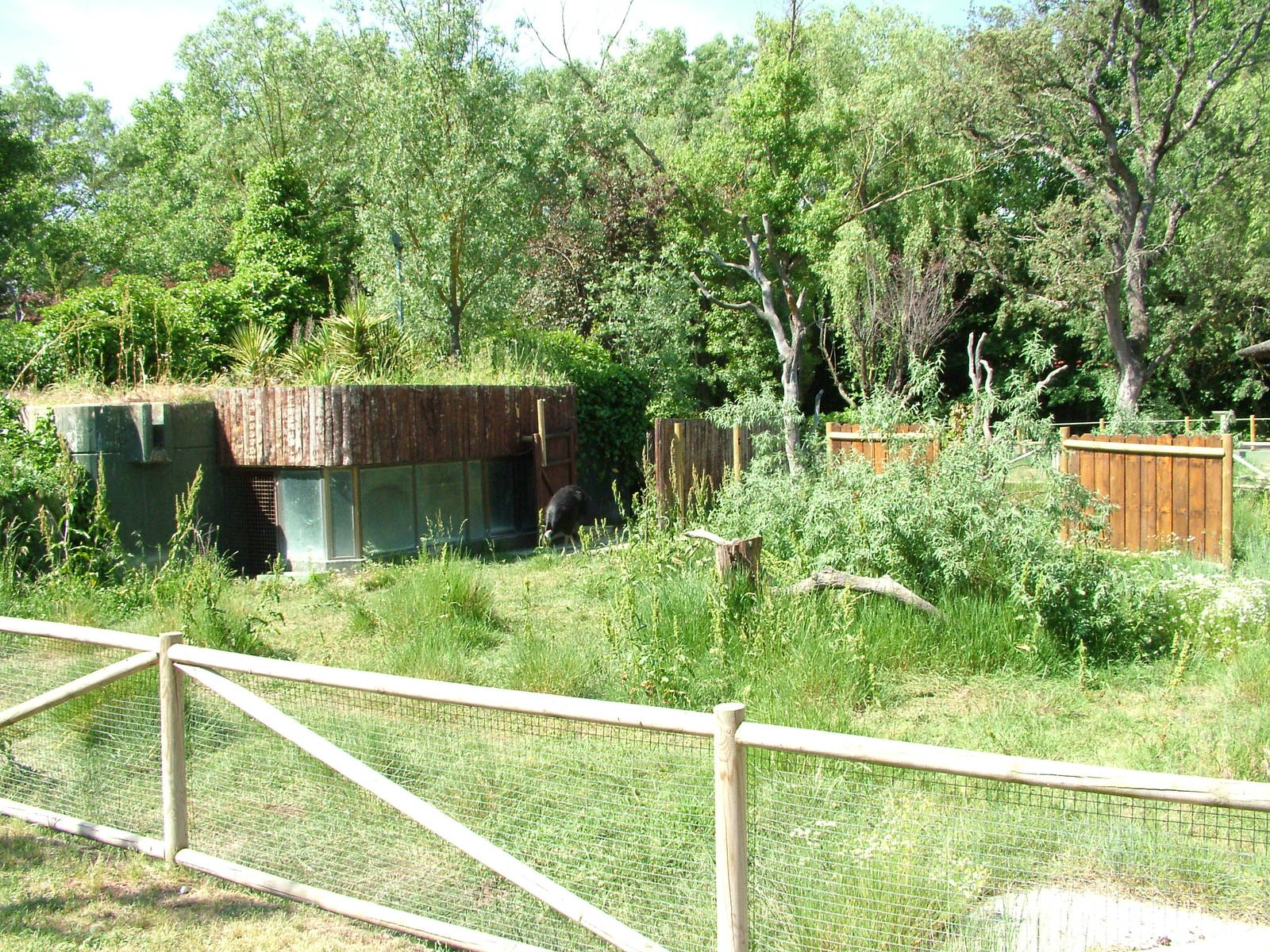 Cassowary Exhibit at Madrid Zoo Aquarium, 26/05/11