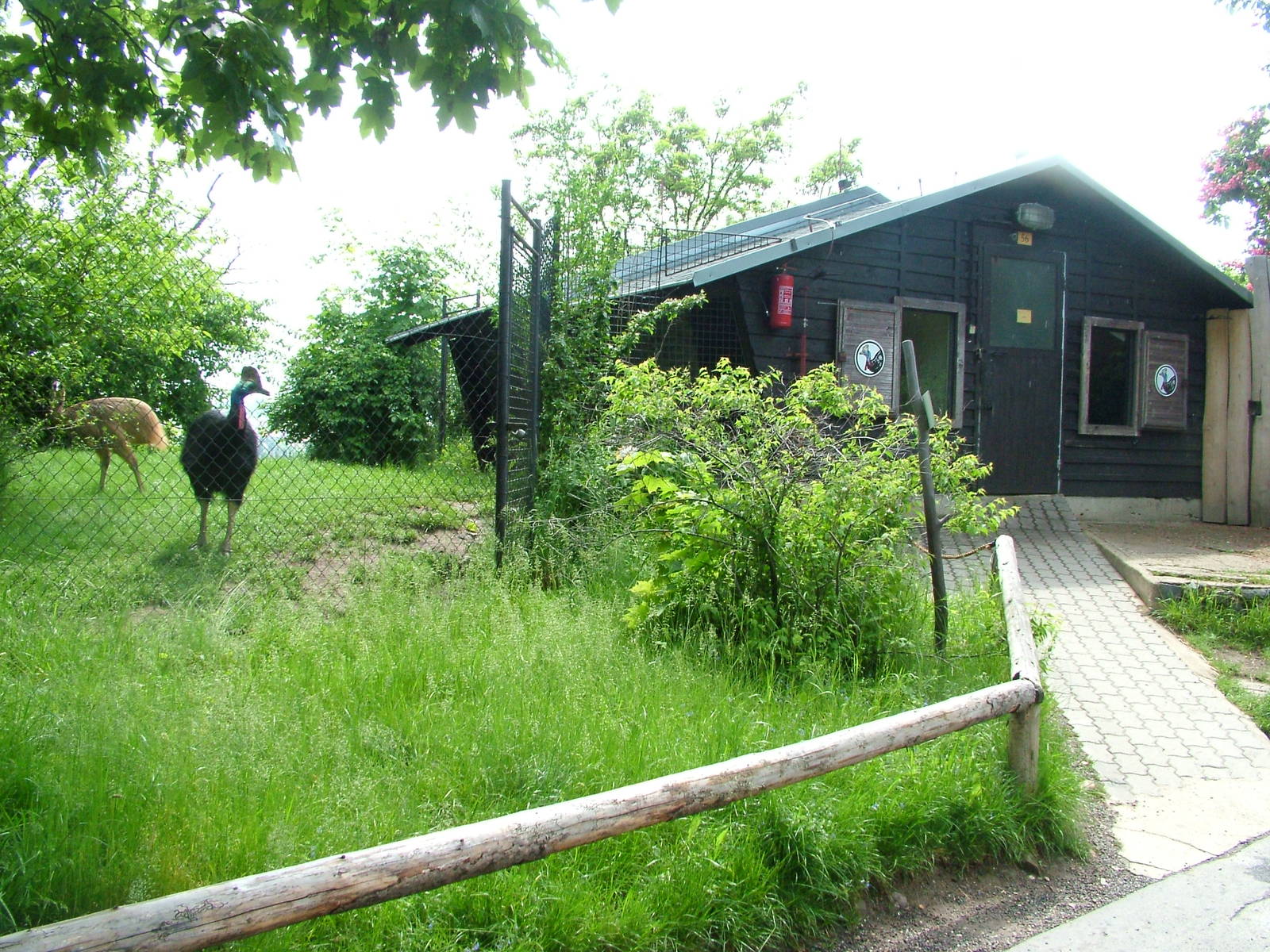 Cassowary exhibit at Prague, 24/05/10
