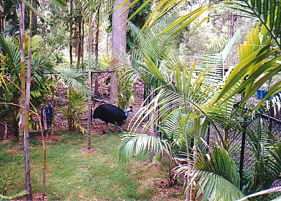 cassowary exhibit Australia zoo 2002