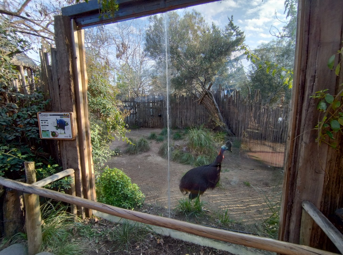 Cassowary exhibit - Buin zoo