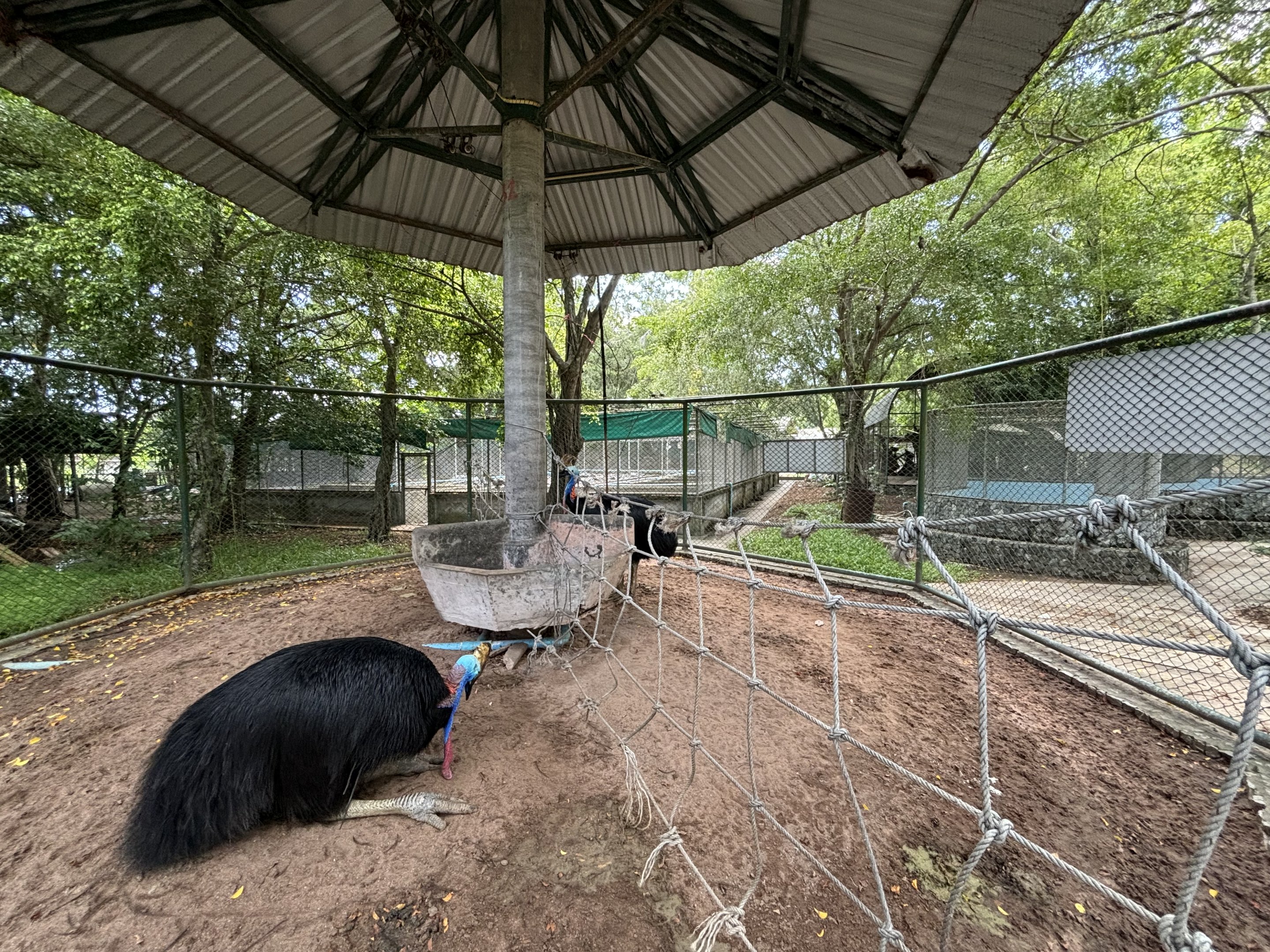 Cassowary Exhibit - divided in two
