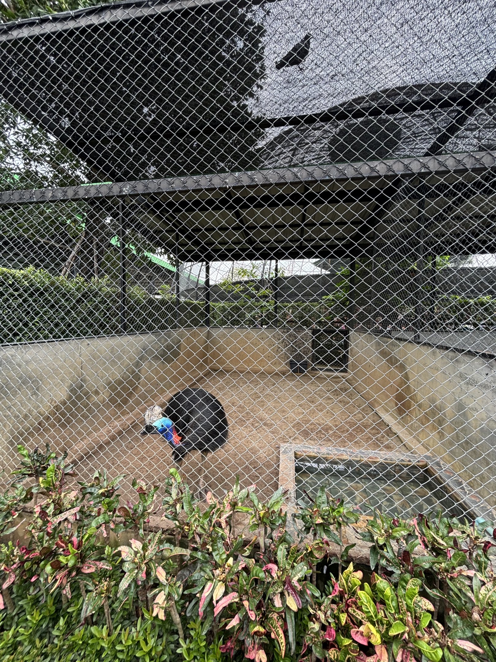 Cassowary Exhibit - Lion Park