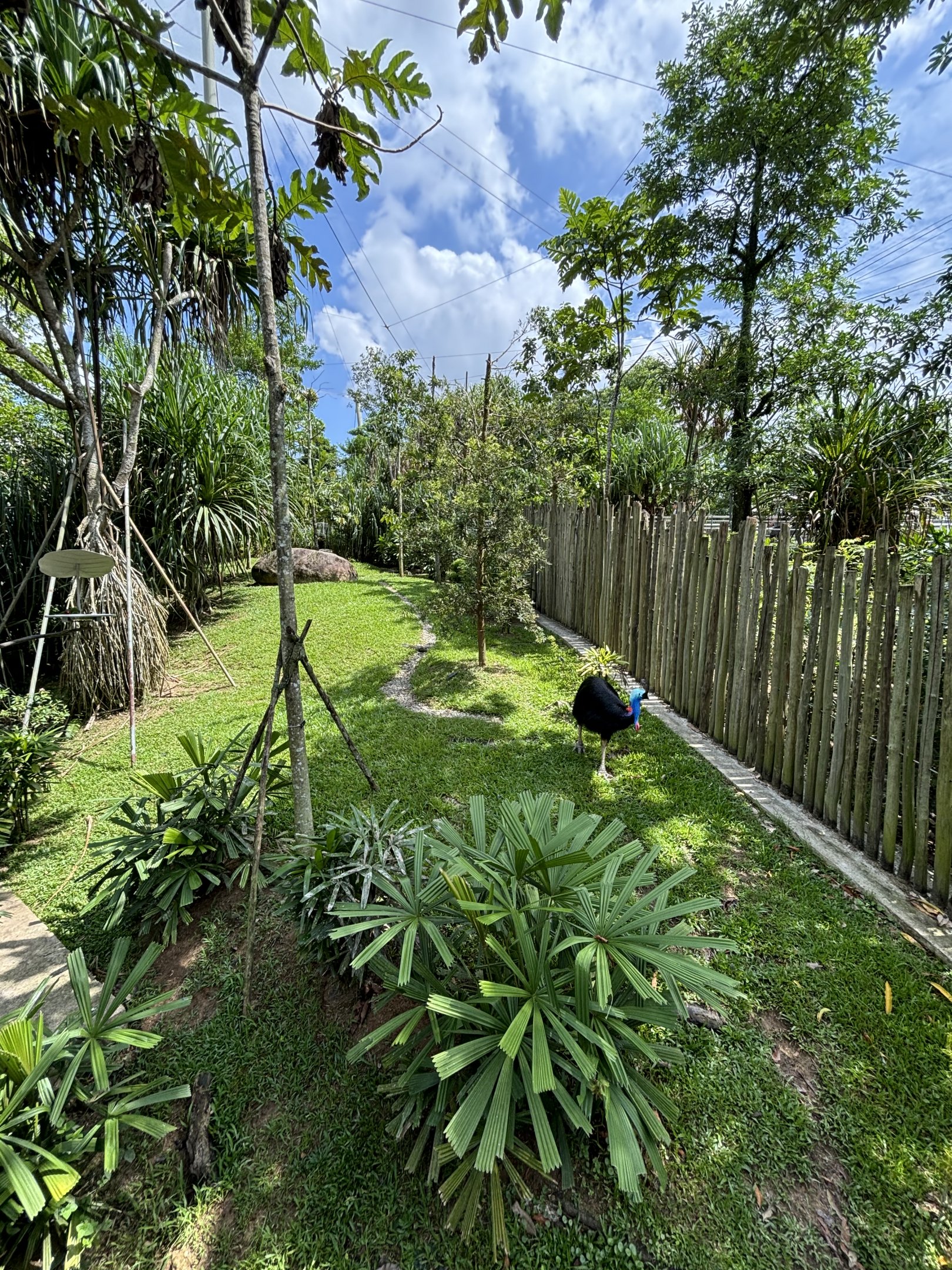 Cassowary Exhibit - Mysterious Papua Aviary
