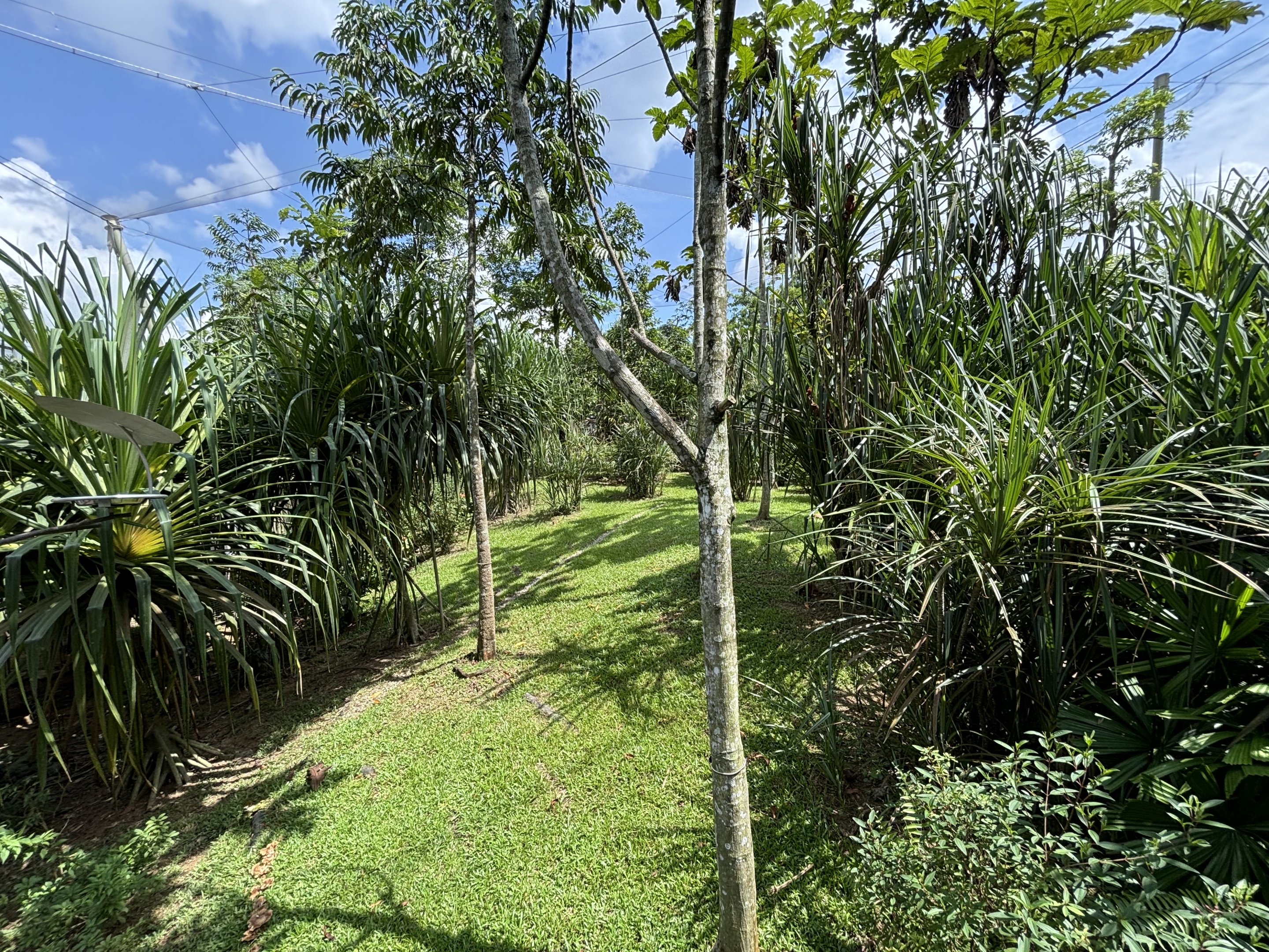 Cassowary Exhibit - Mysterious Papua Aviary