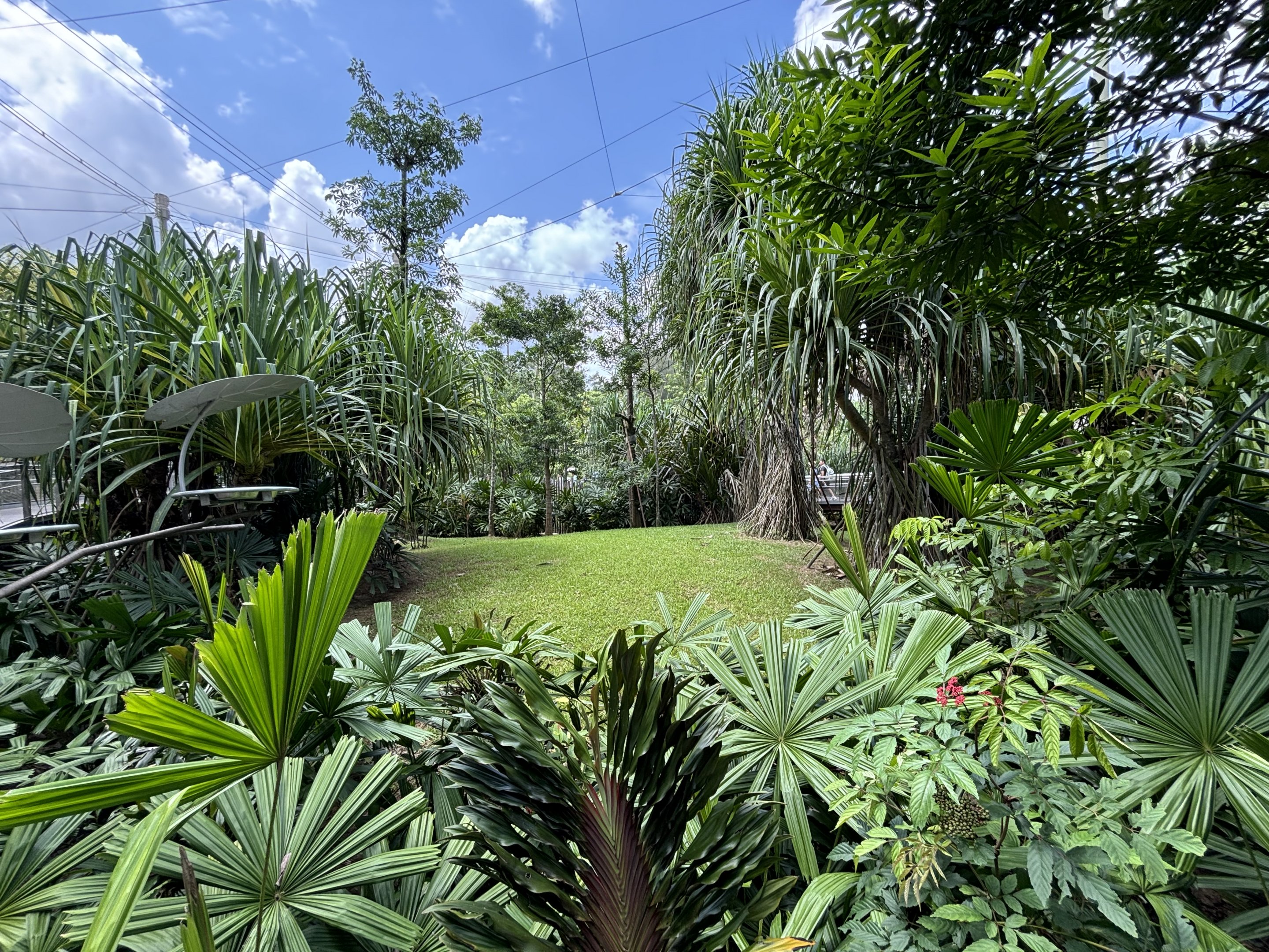 Cassowary Exhibit - Mysterious Papua Aviary