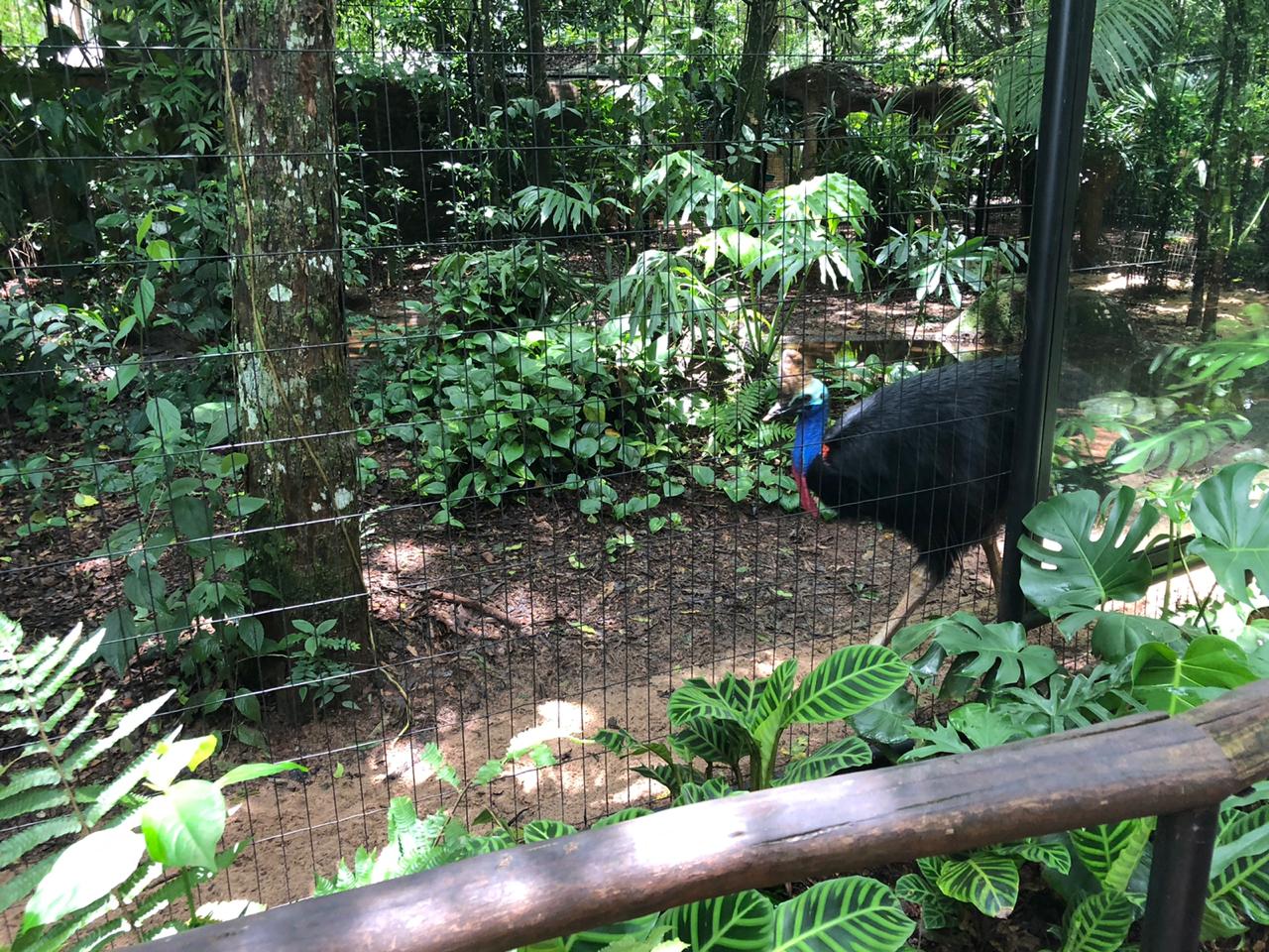 Cassowary exhibit - Parque das aves
