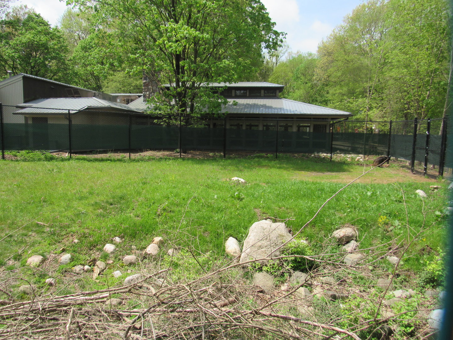 Cassowary Exhibit (Right side) - 5/7/23