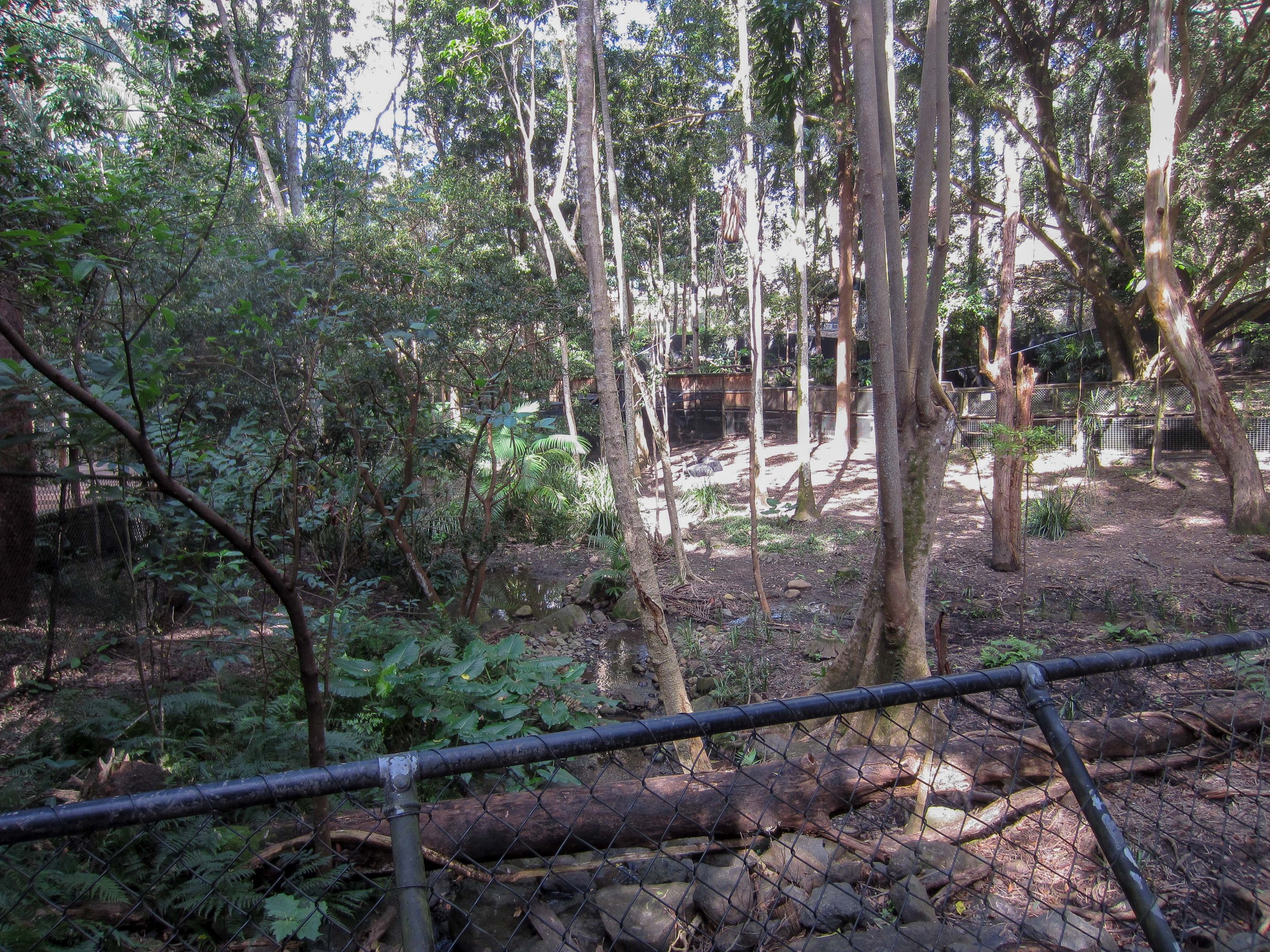 Cassowary exhibit - two cassos are centre-frame in the sun toward the back of the enclosure