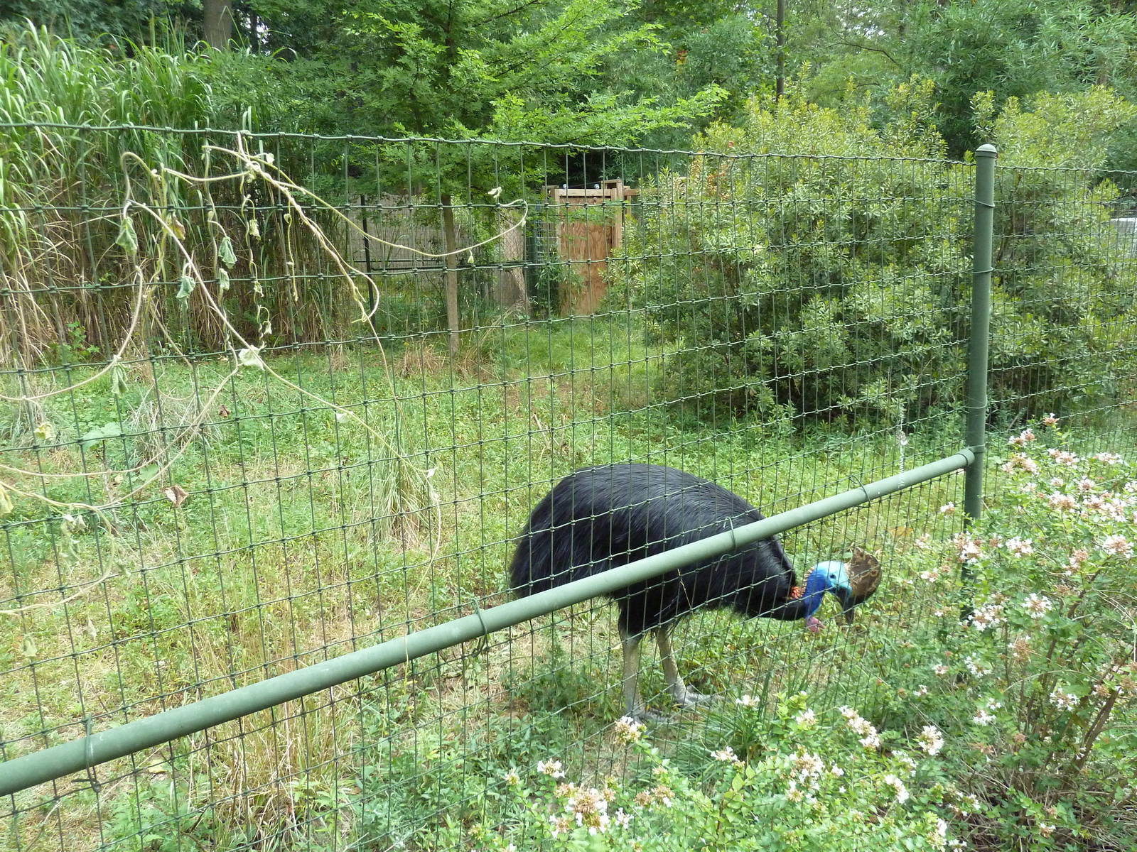 Cassowary Exhibit