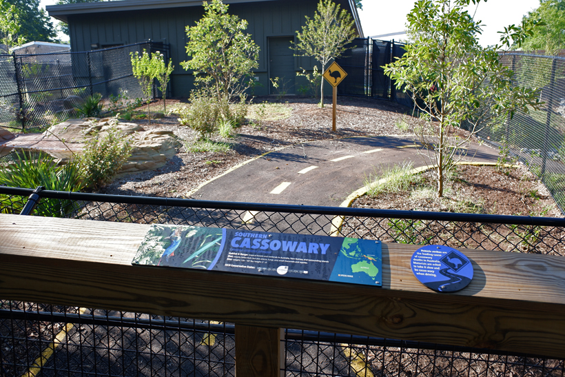 cassowary exhibit