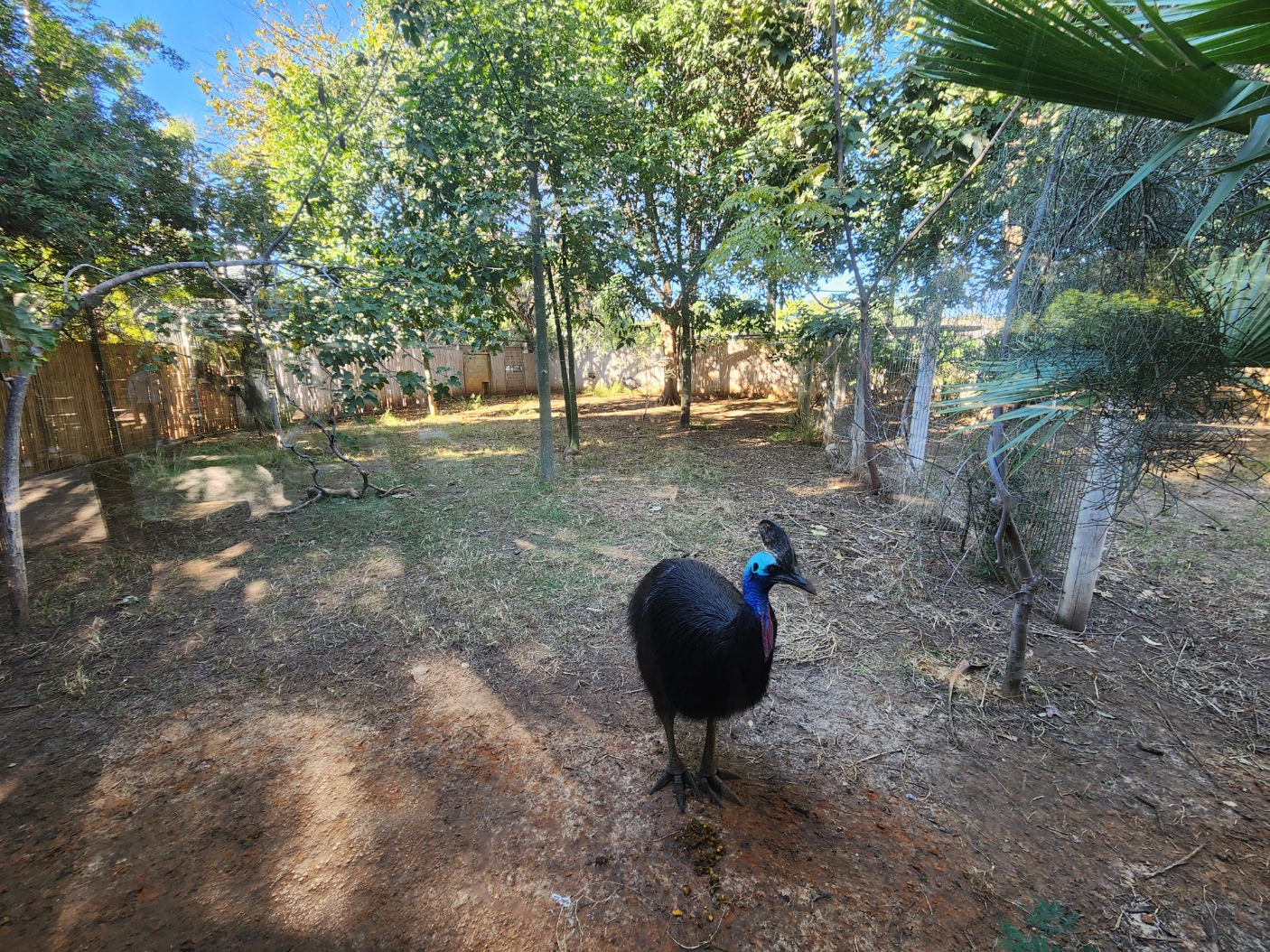 Cassowary Exhibit