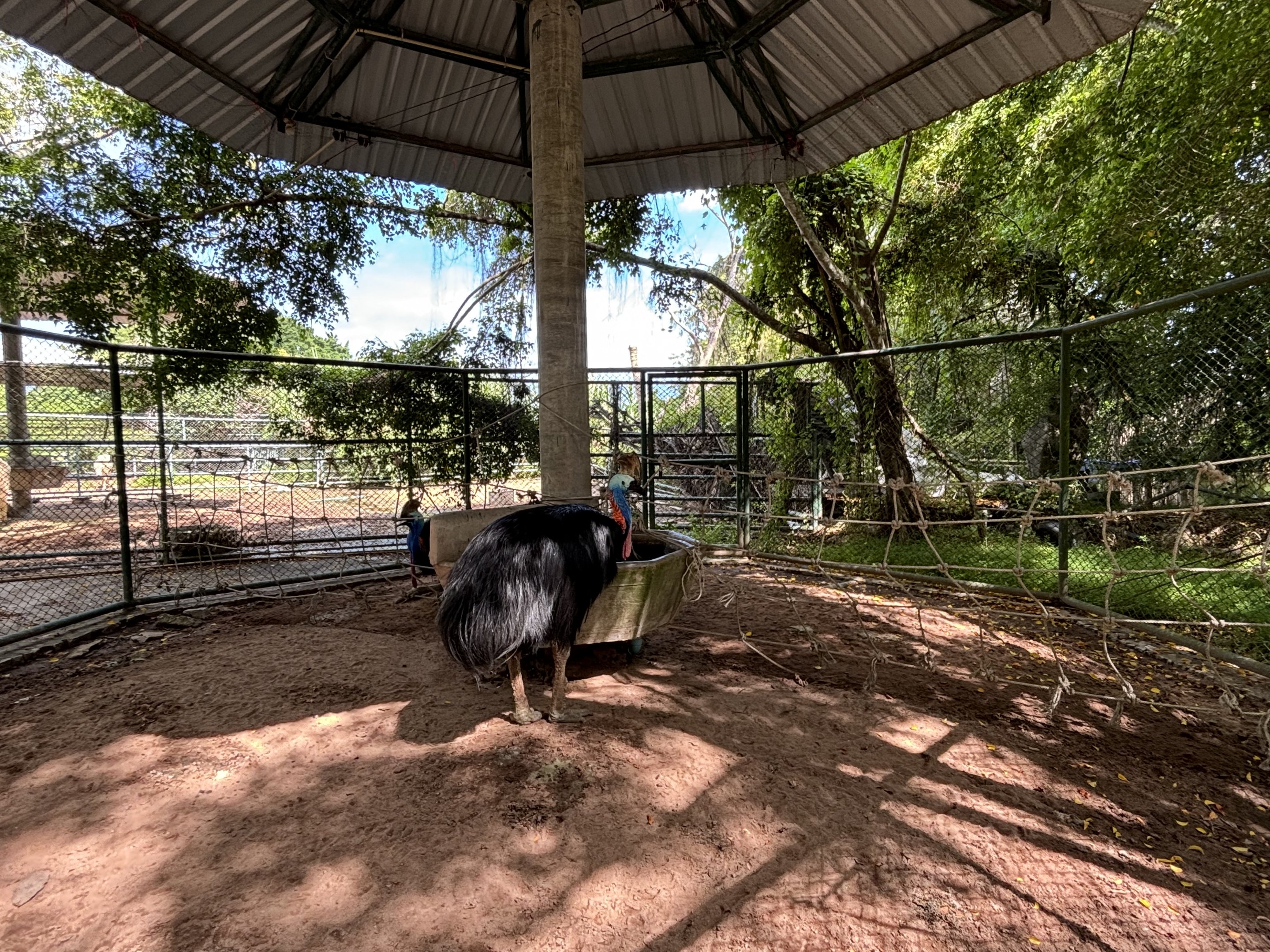 Cassowary Exhibit