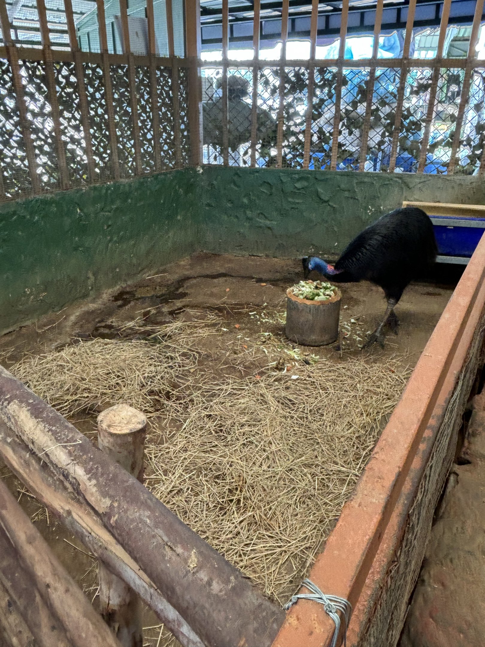 Cassowary Exhibit