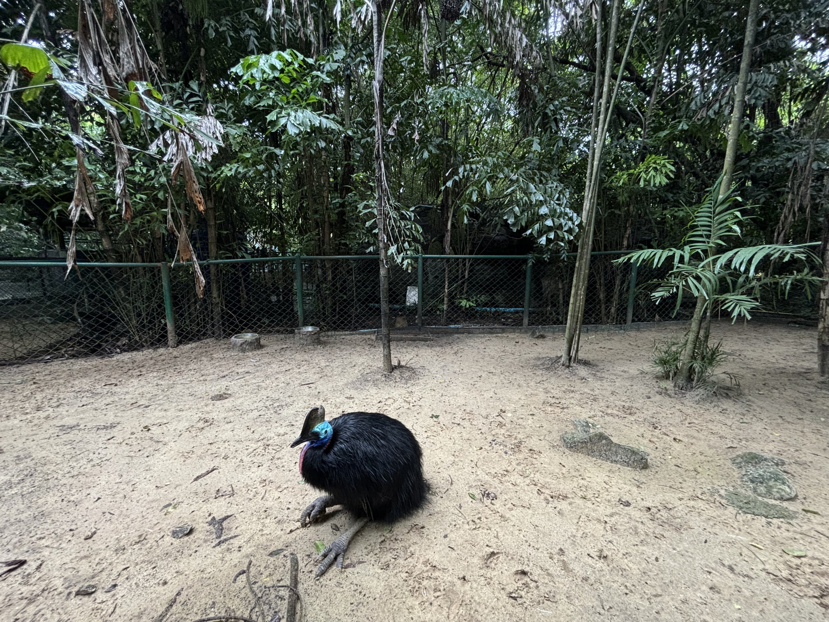 Cassowary Exhibit
