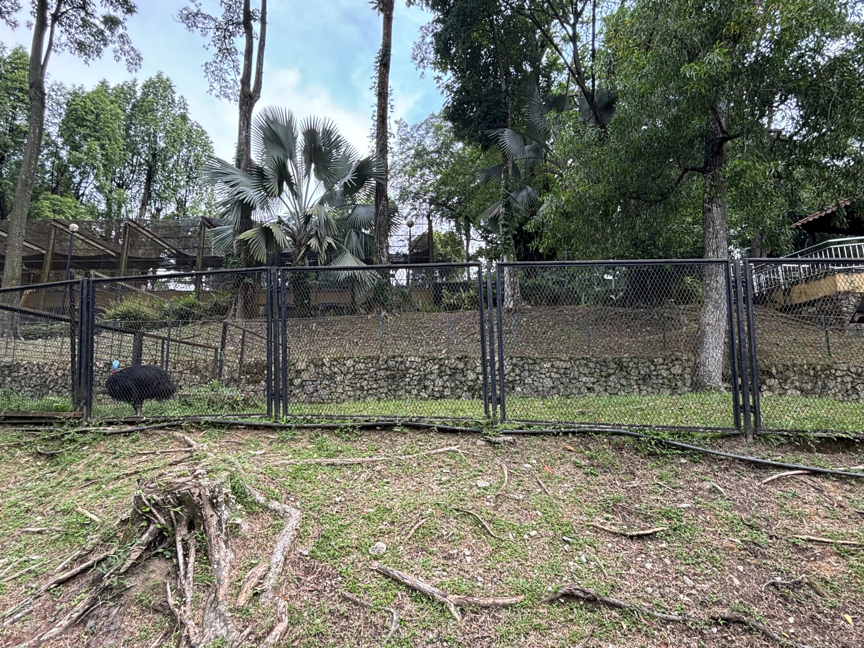 Cassowary Exhibit