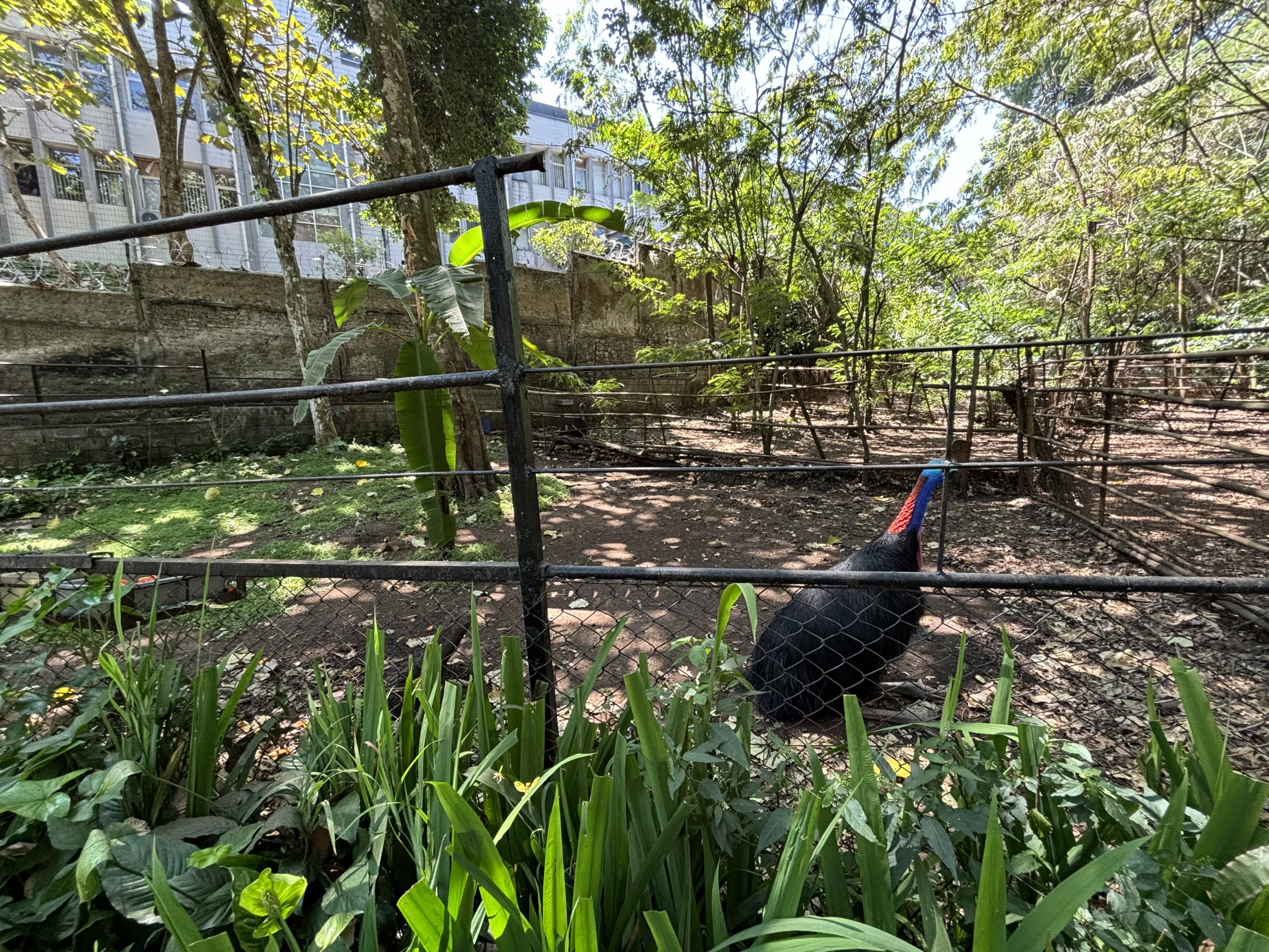 Cassowary Exhibit