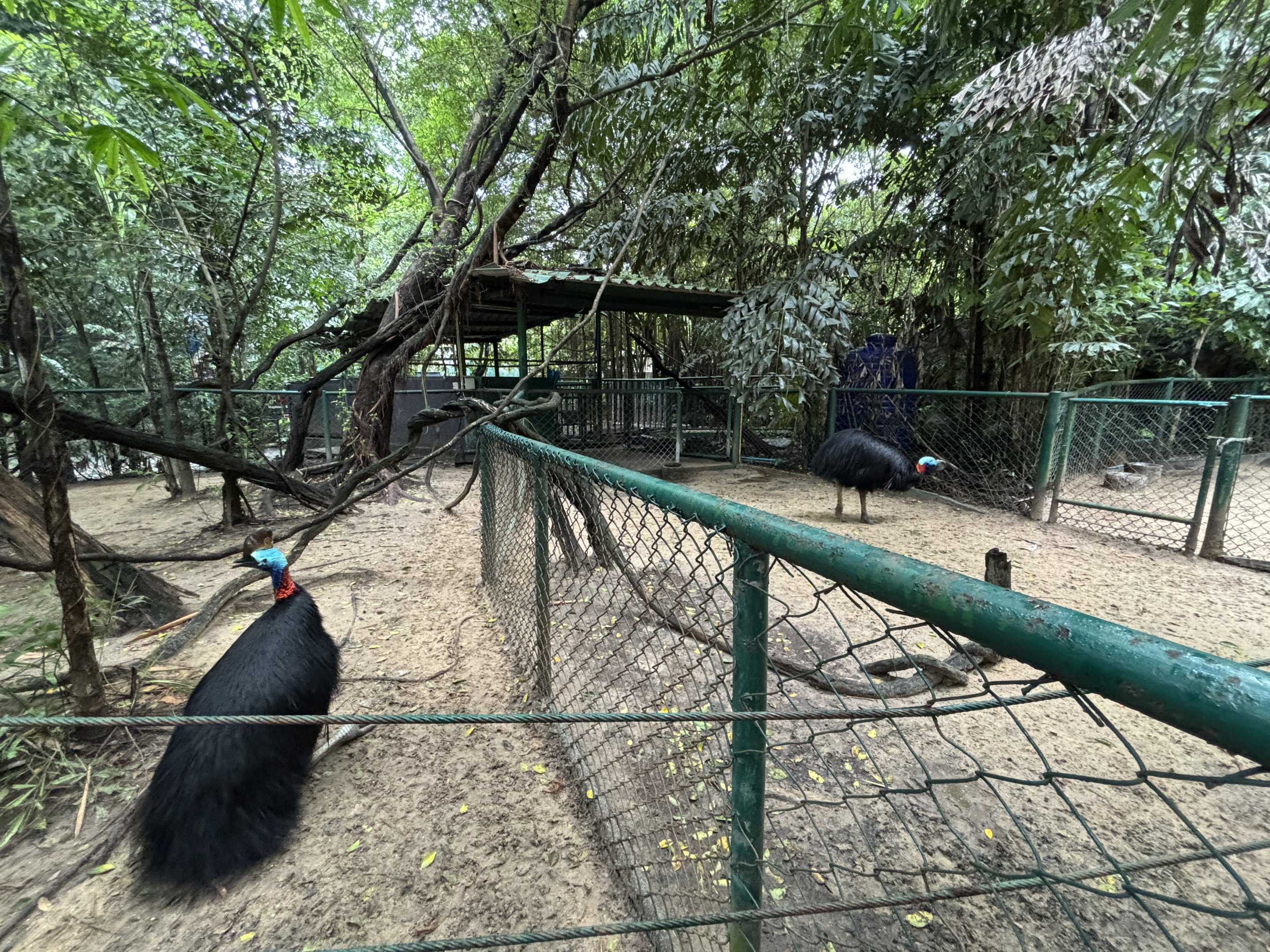 Cassowary Exhibits