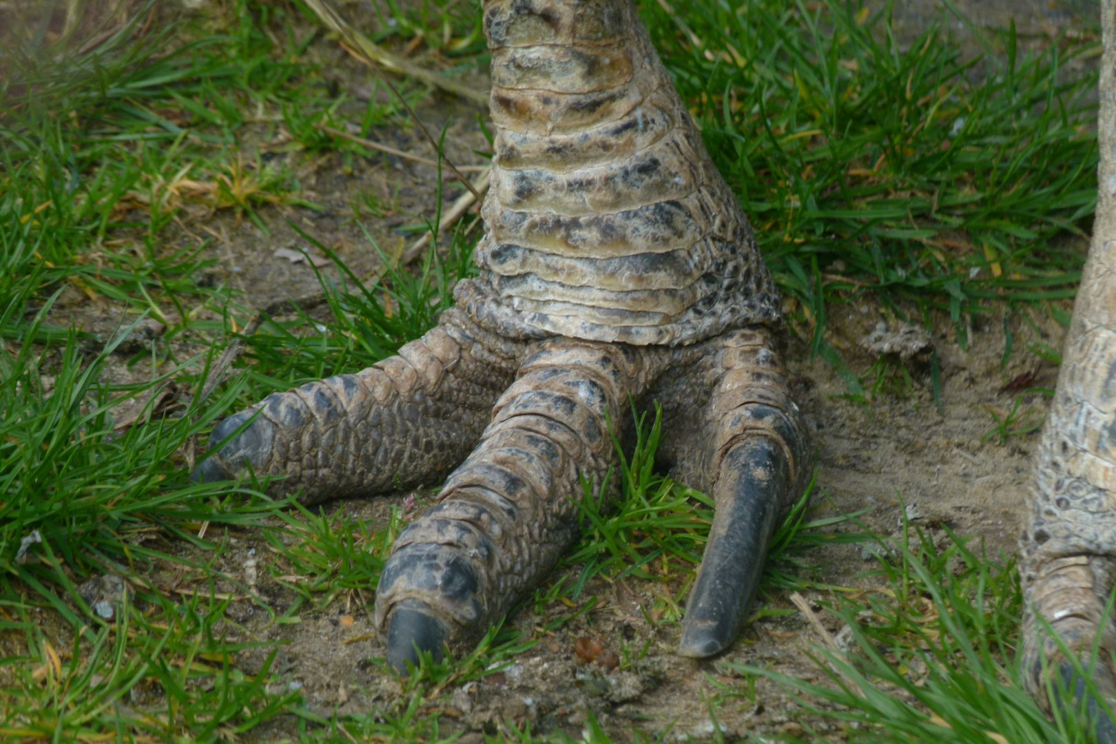 Cassowary foot