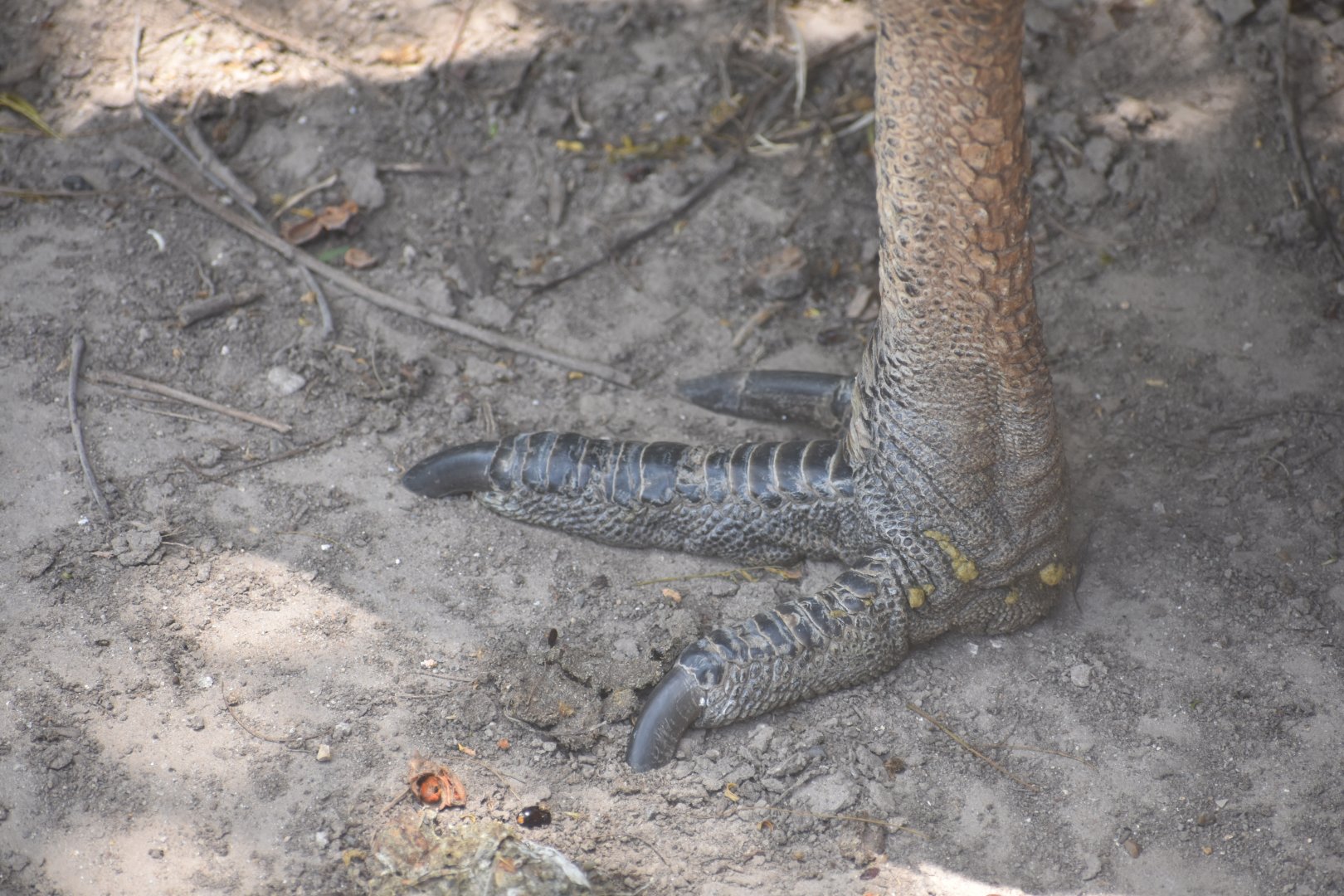 Cassowary foot