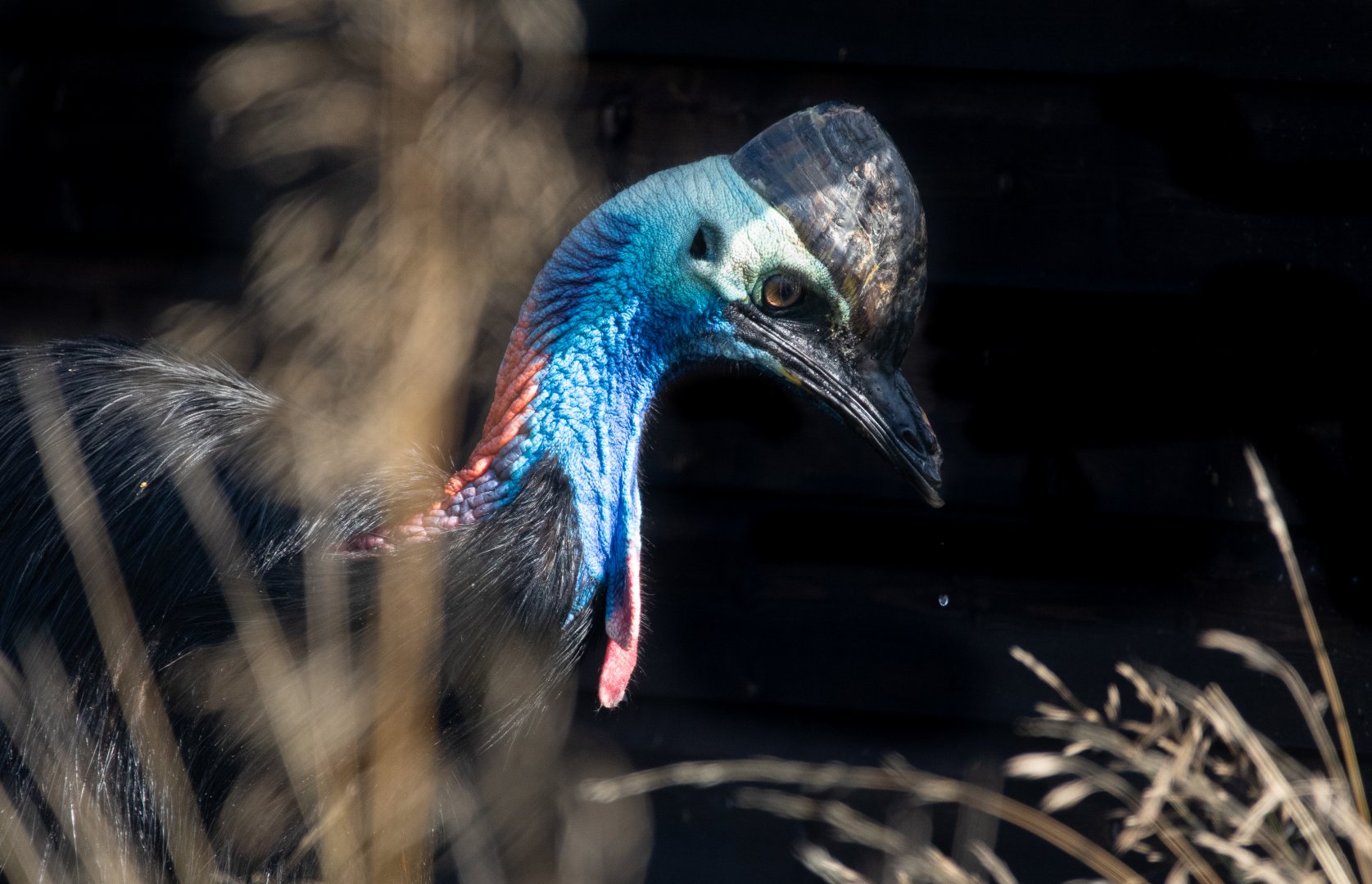 Cassowary / Hamerton / 23-8-19